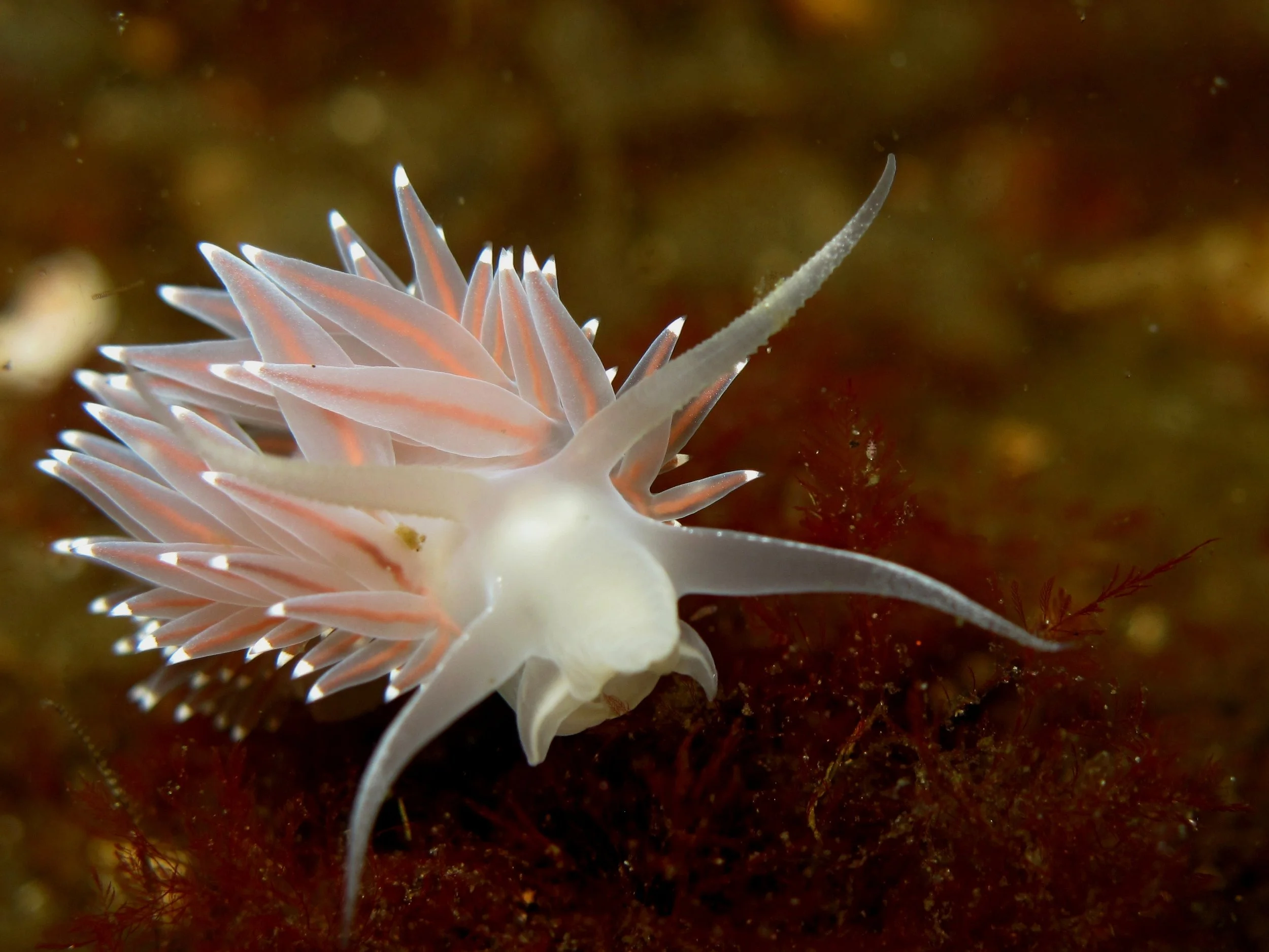 Red Flabellina.JPG