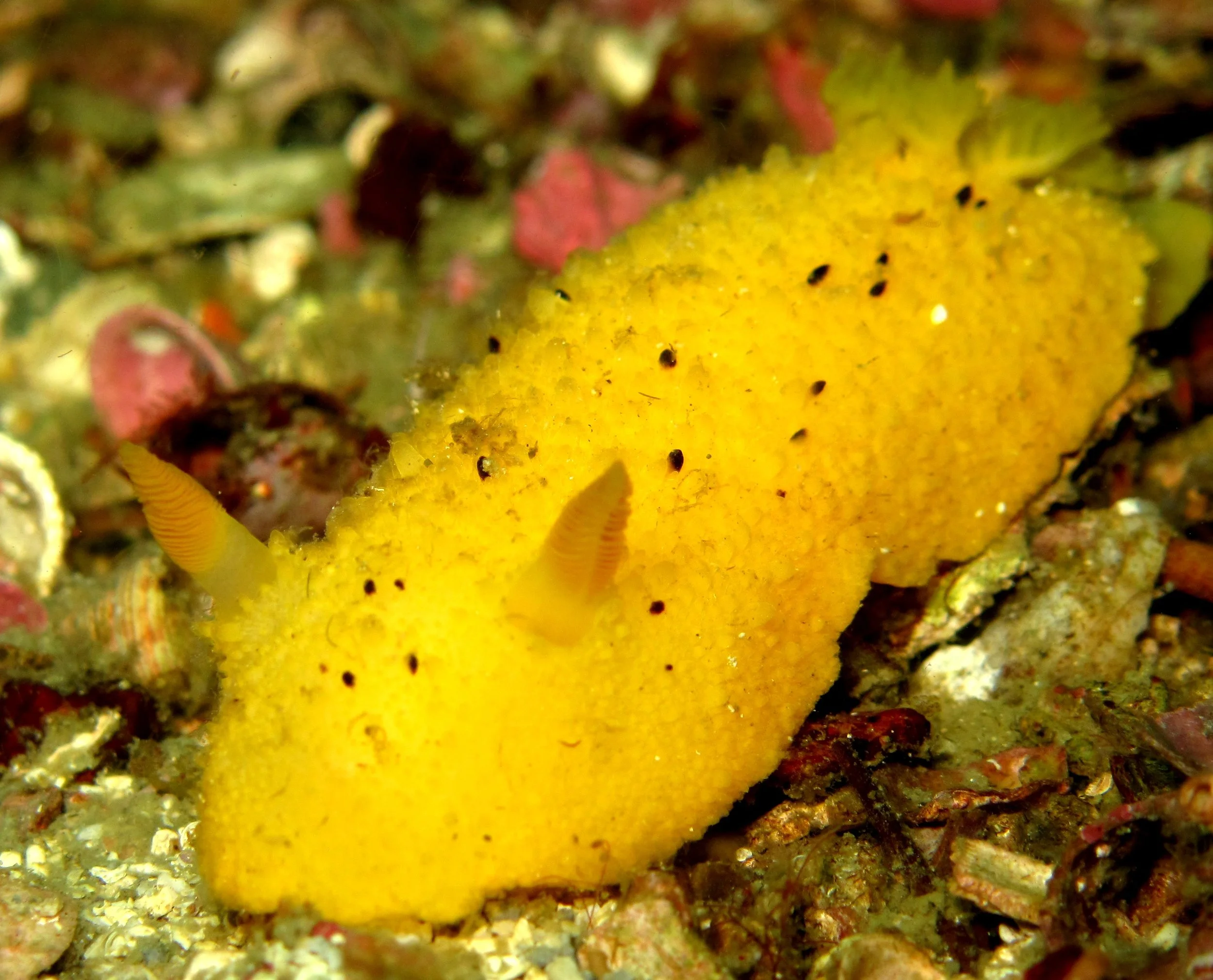 Sea Lemon.JPG