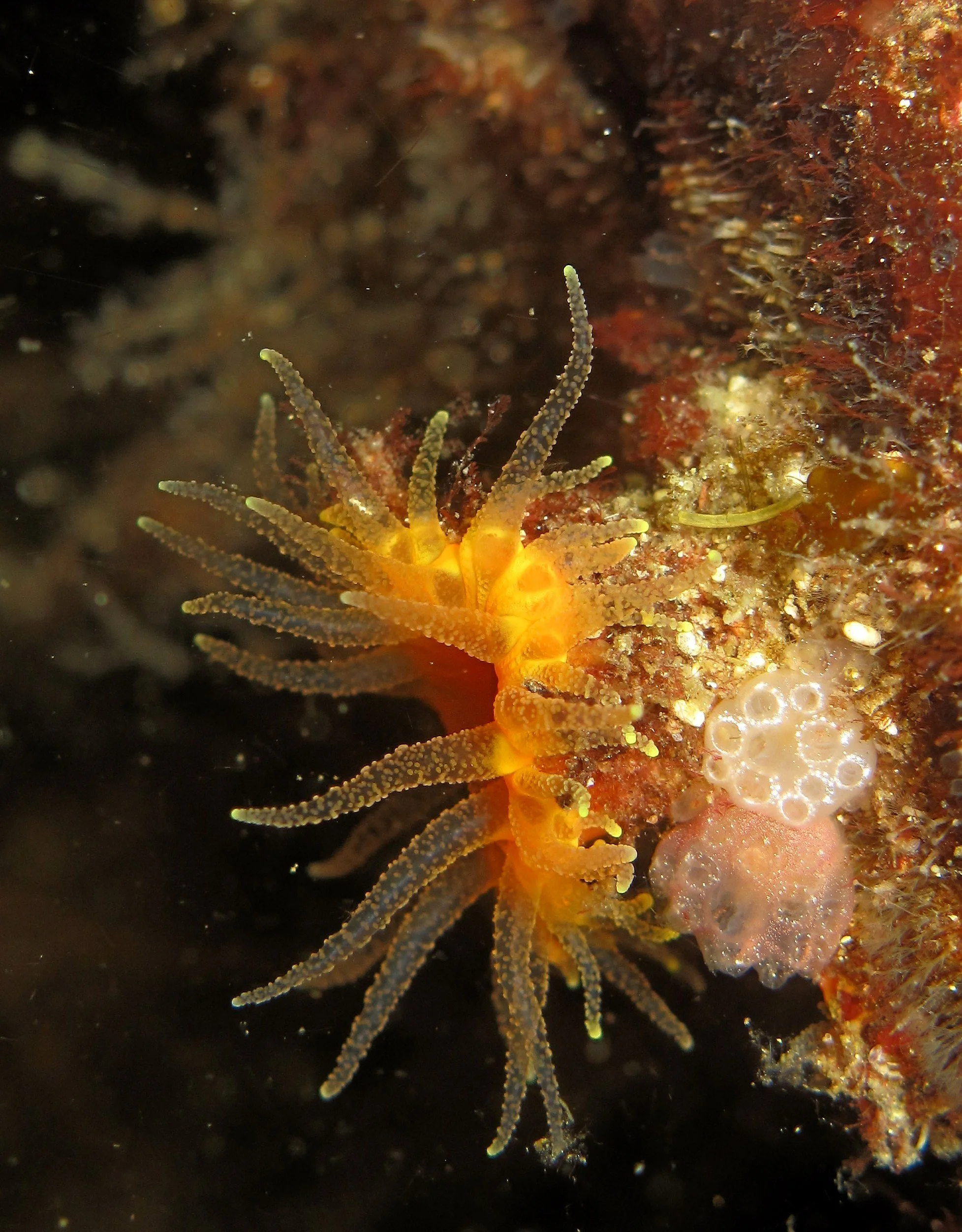Tan Cup Coral.JPG