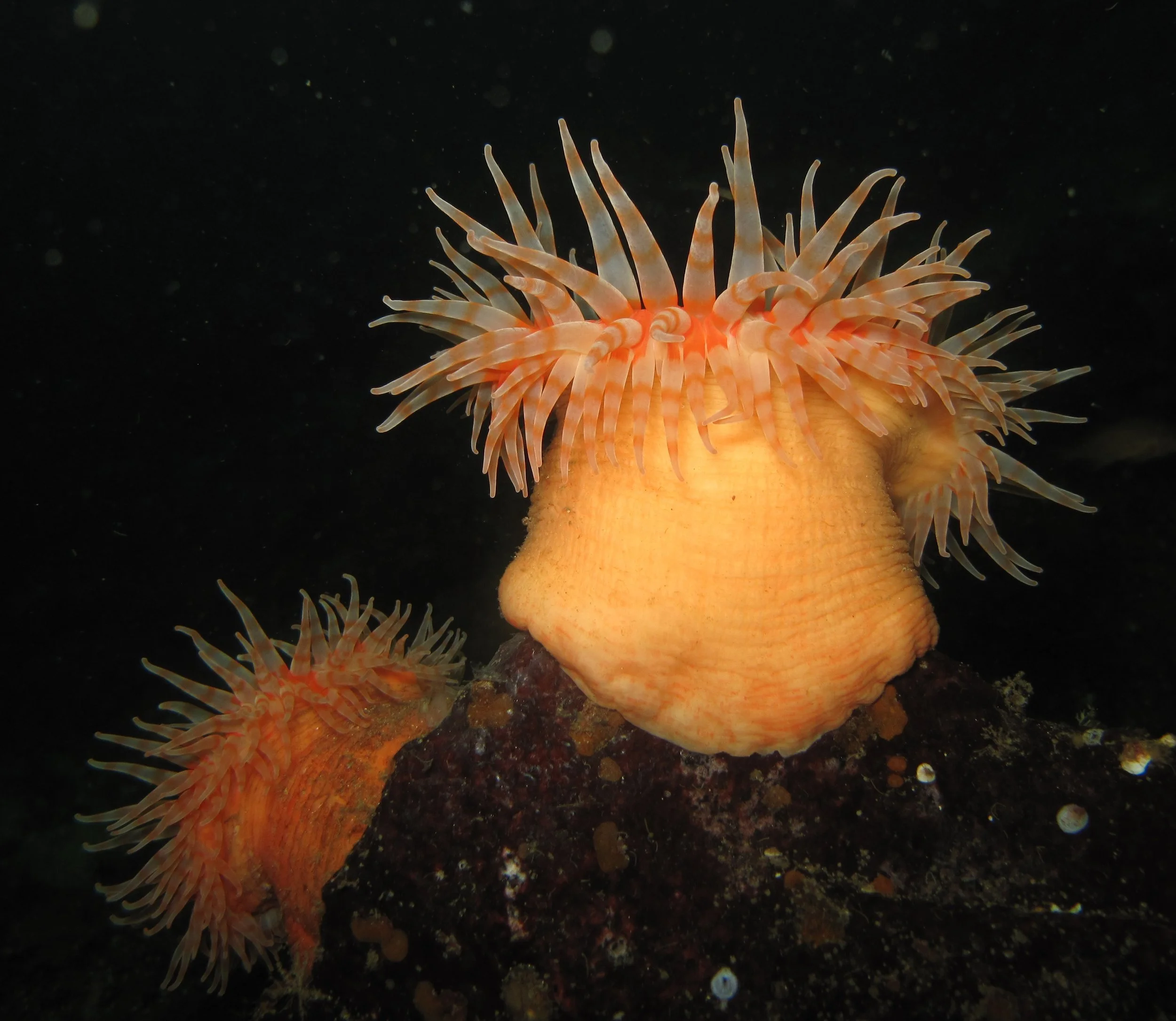 Swimming Anemone.JPG