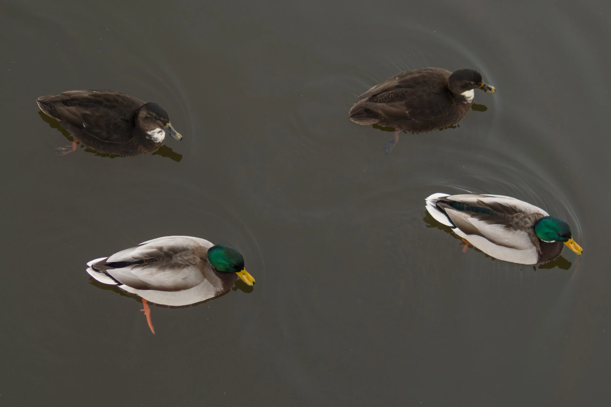 mallards.jpeg