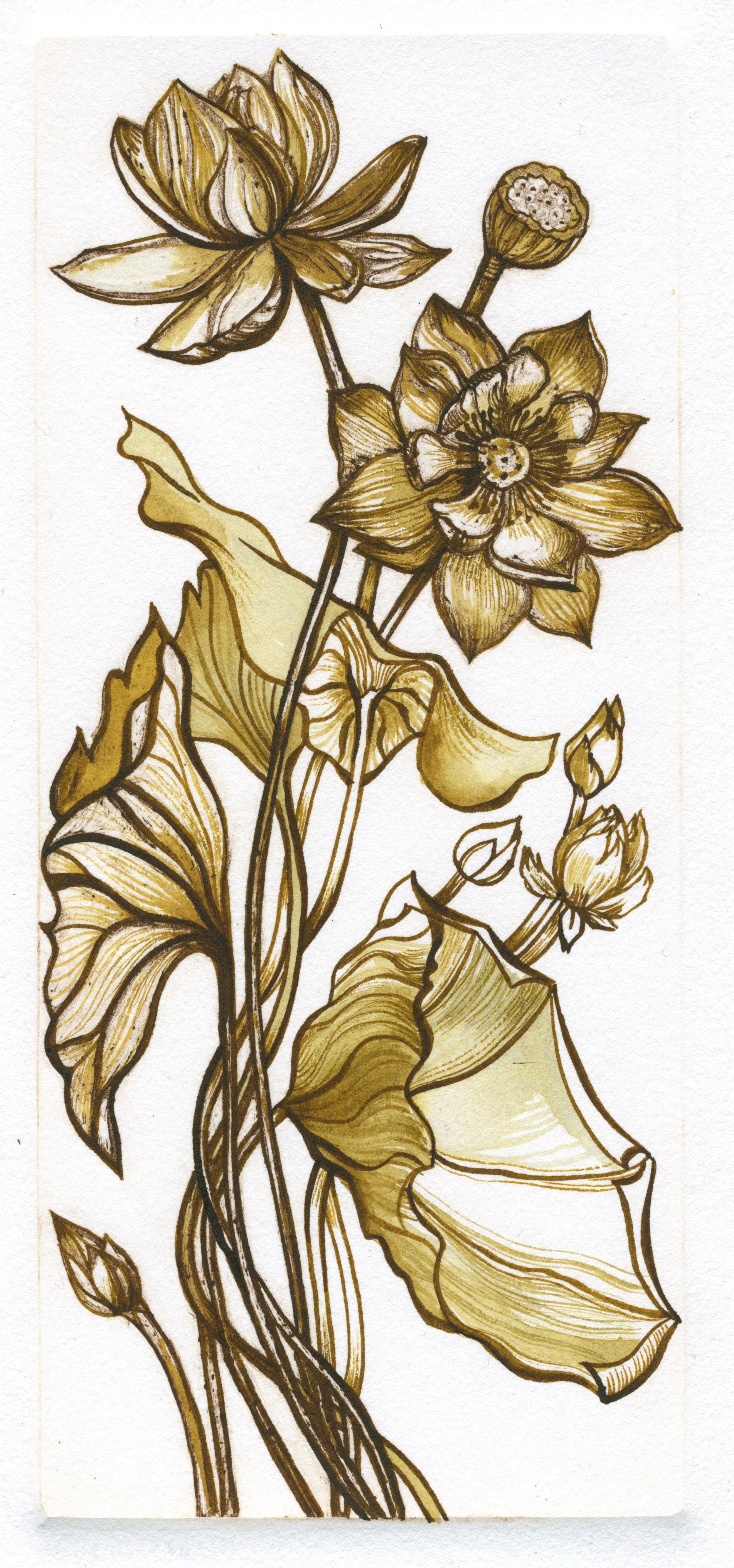 ink sketch lotus.jpeg