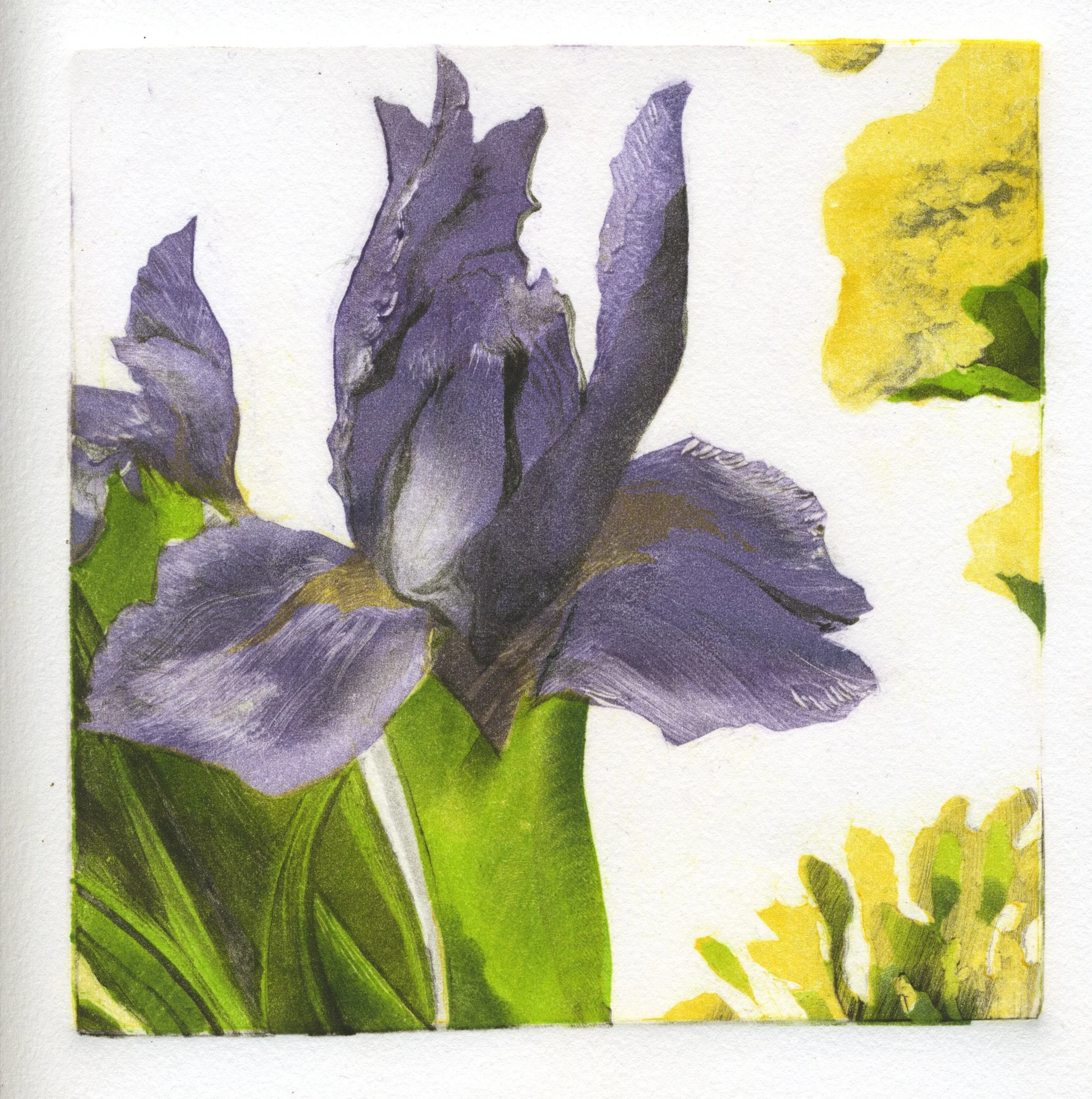 White Iris 1.jpeg