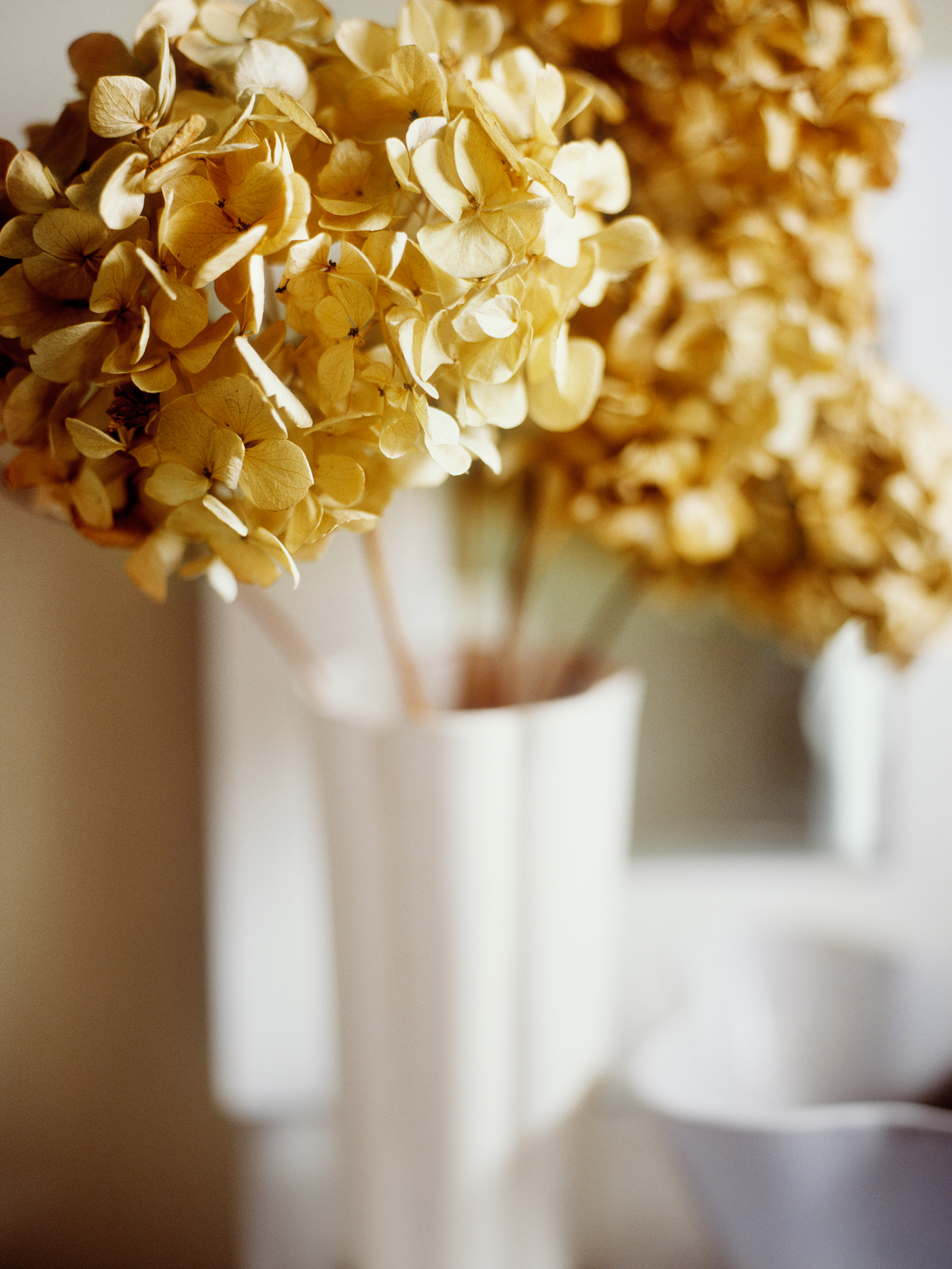 M_dried_hydrangea.jpg