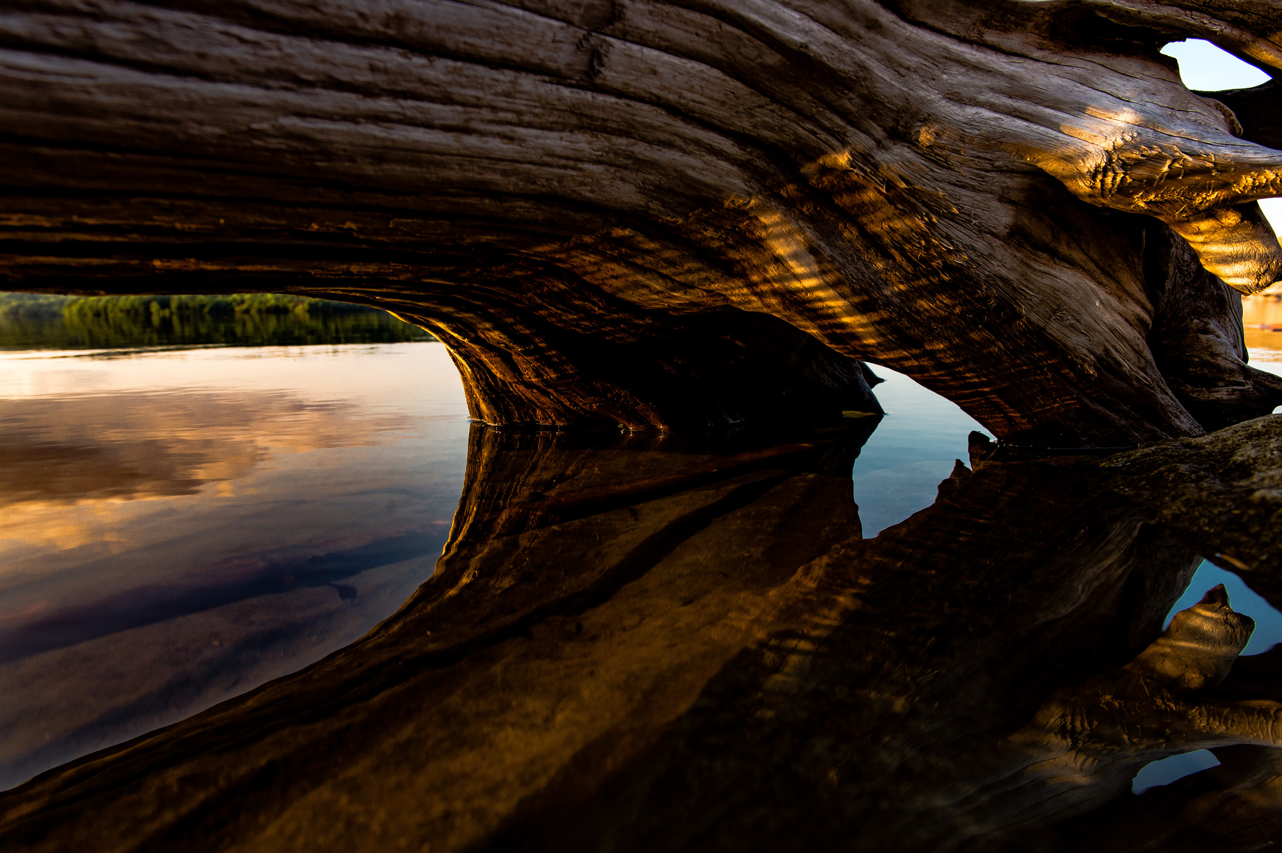 Tree Sculpture-5.jpg