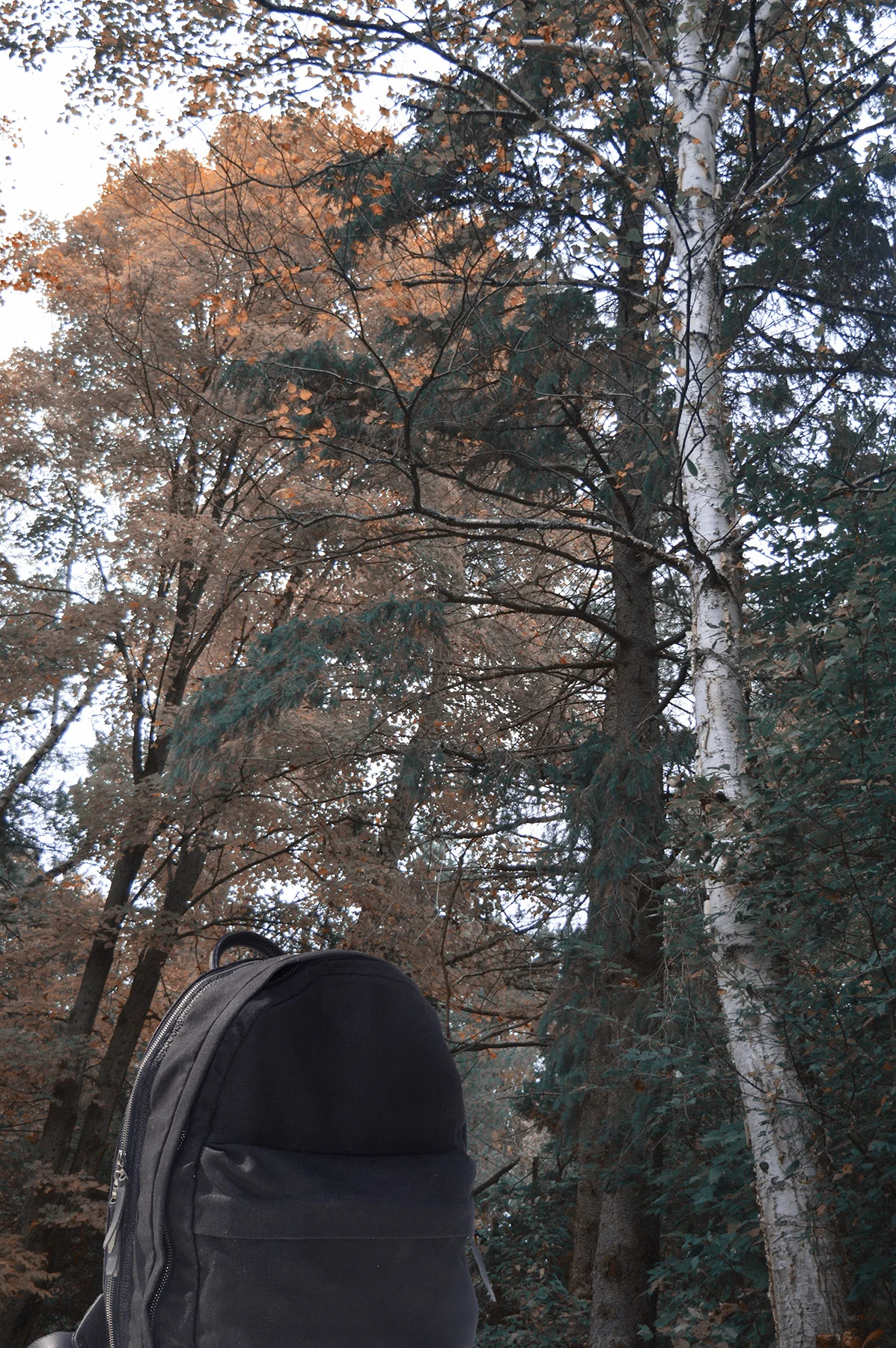 web_ander_trees road2.jpg