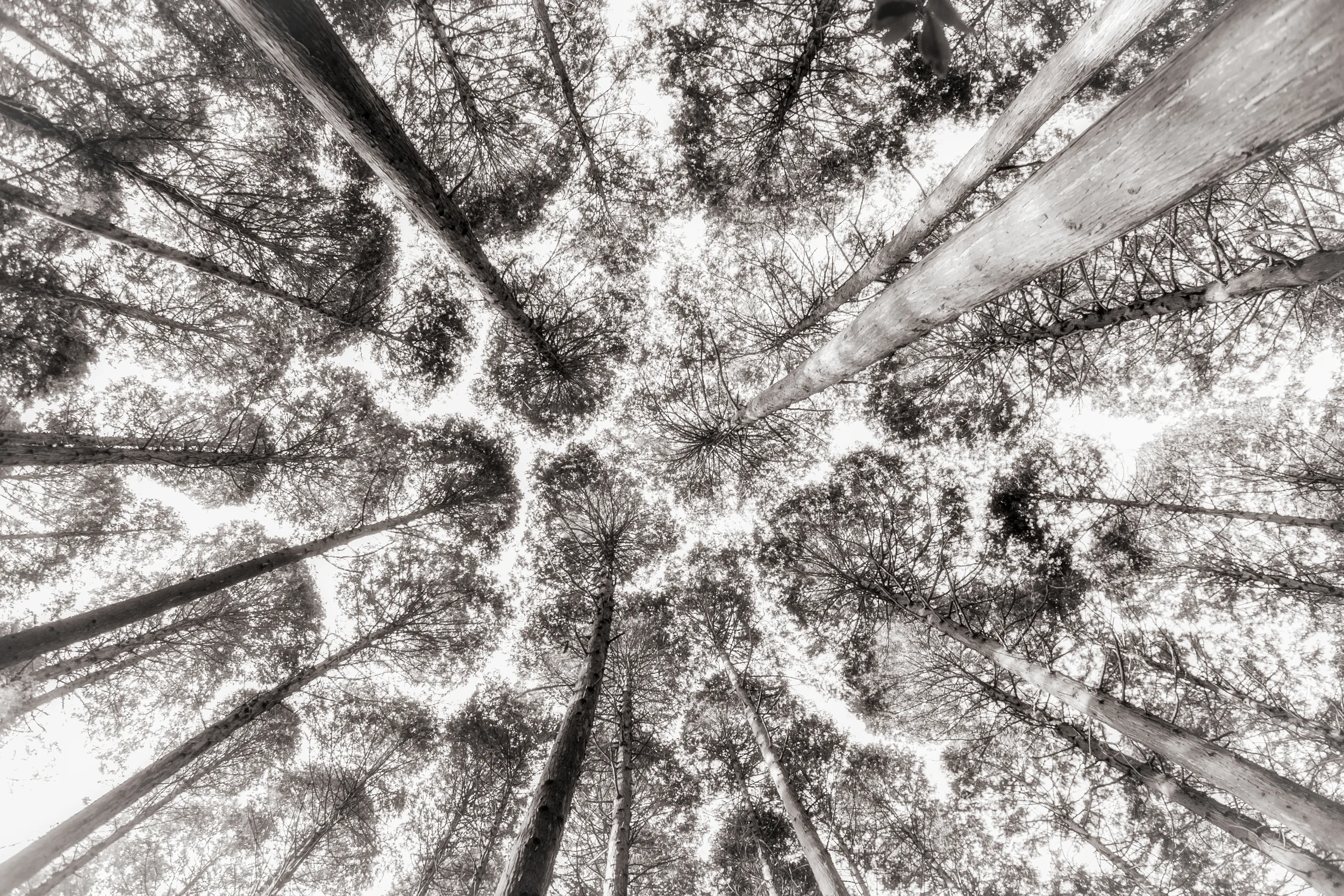 _MG_1812-Edit.jpg