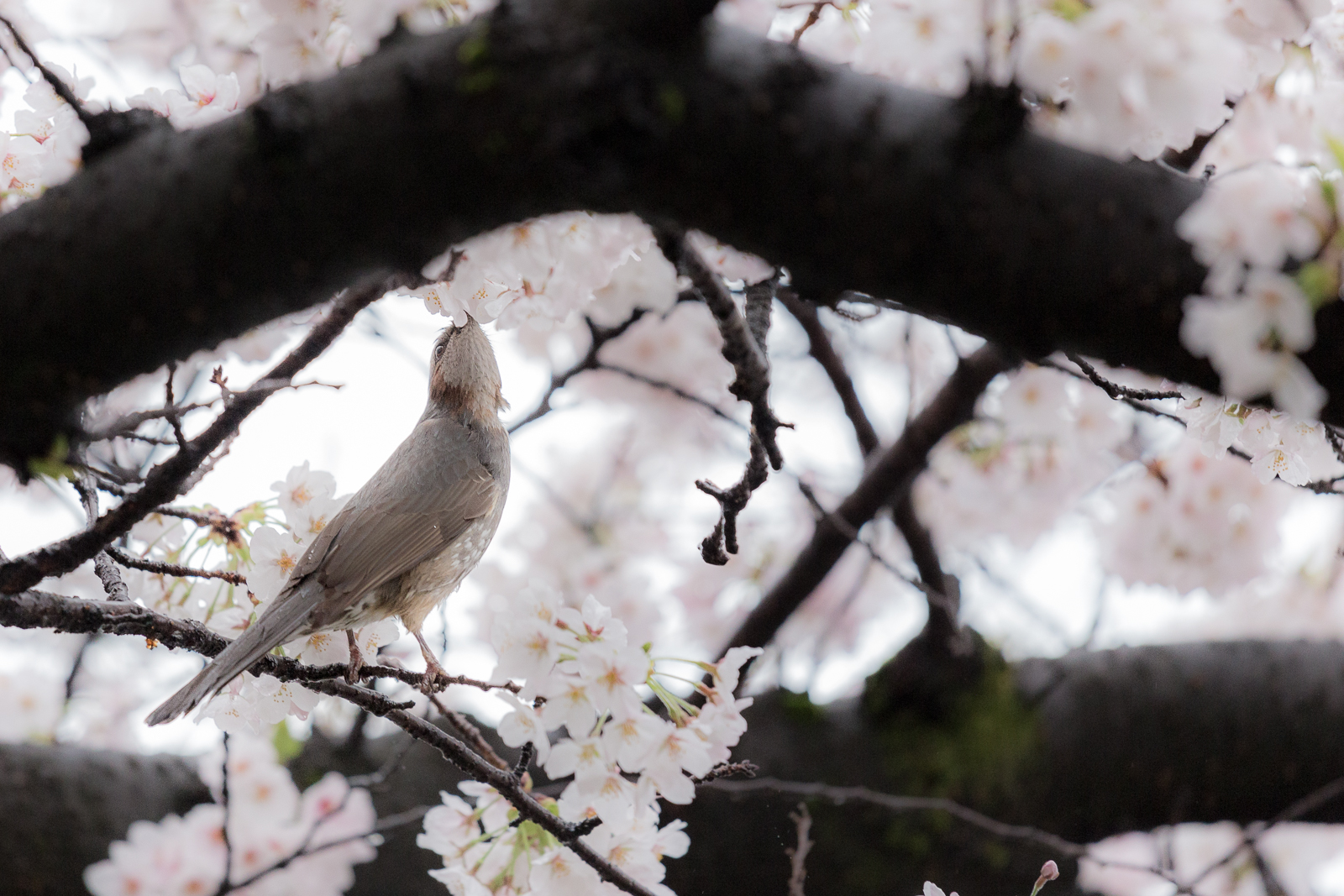 Gojo River Cherry Blossoms 五条川花見 — GeoffreyGriggsPhotography