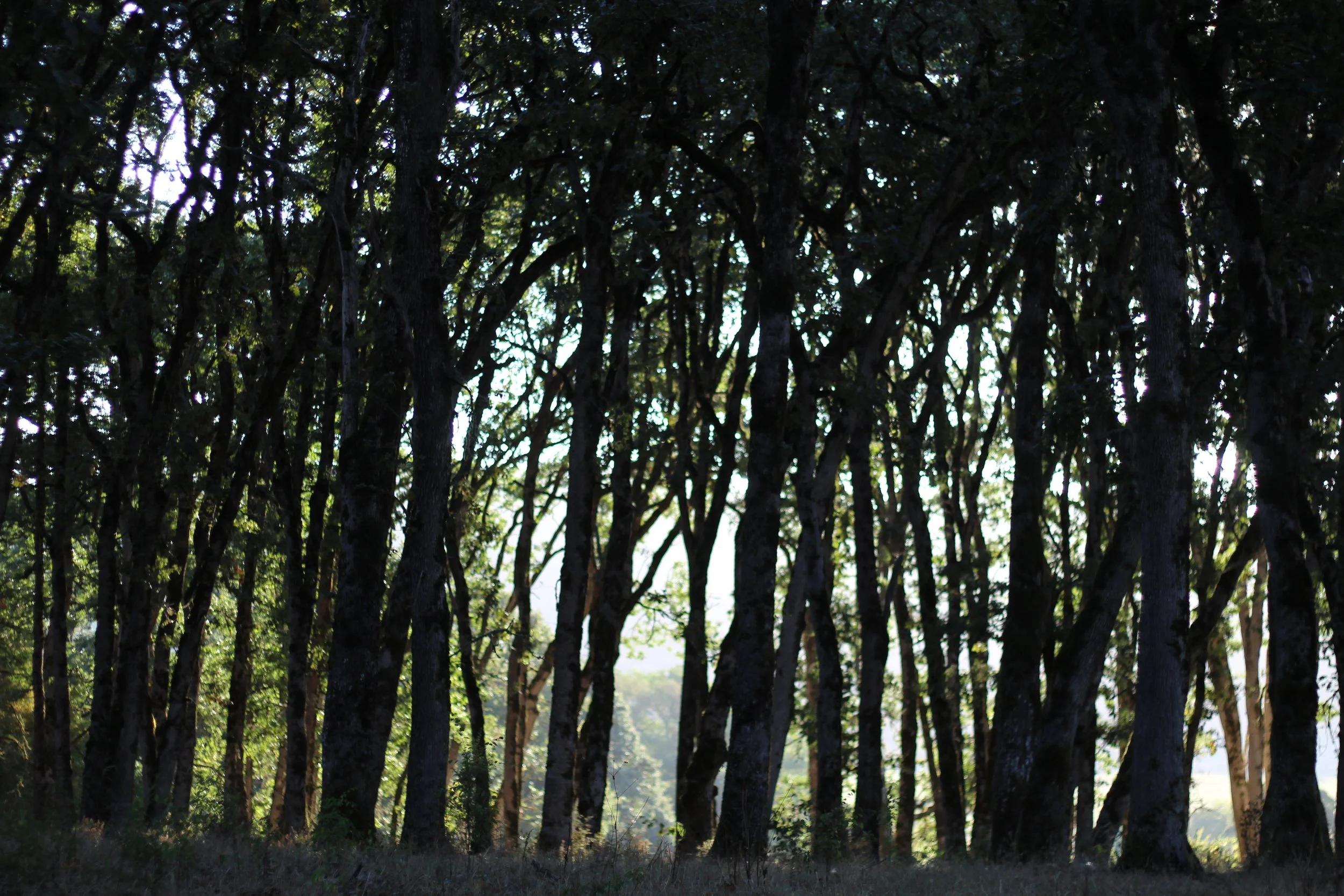 Stroll For the  Oaks