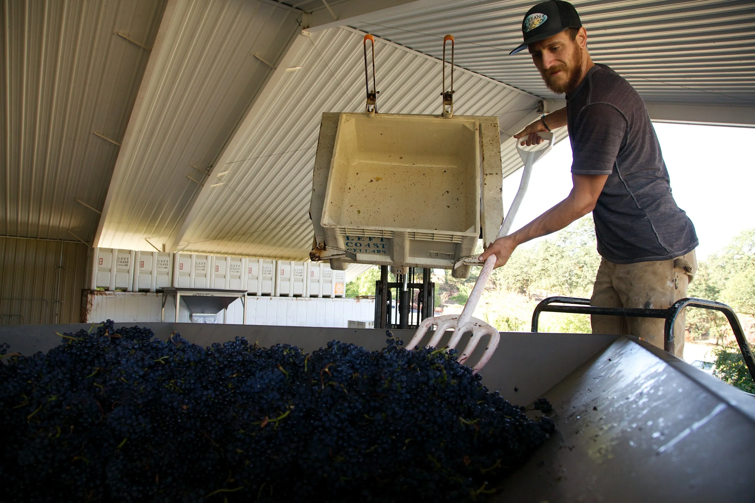 2016grapesharvestlcc42 2.jpg