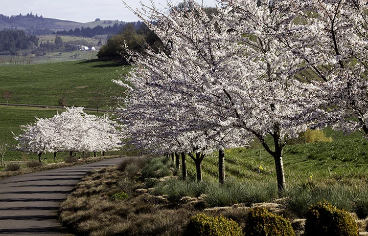 Cherry Blossoms-smaller.jpg