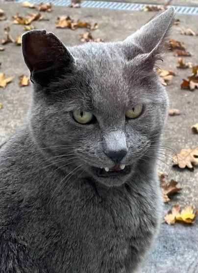 Left Coast Halloween Costume Contest