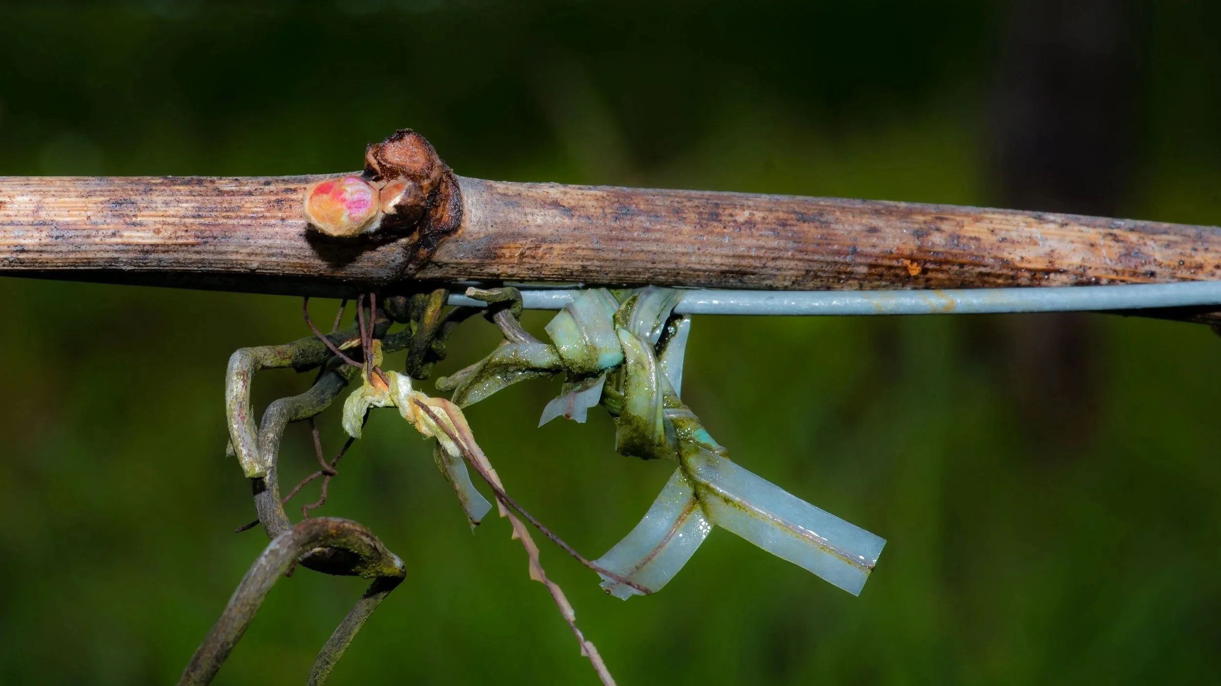 Fête des Fleurs Culinary Dinner