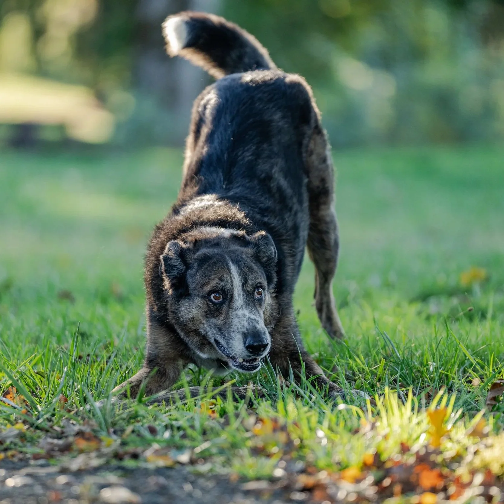 Kodiak - Aspiring Truffle Dog