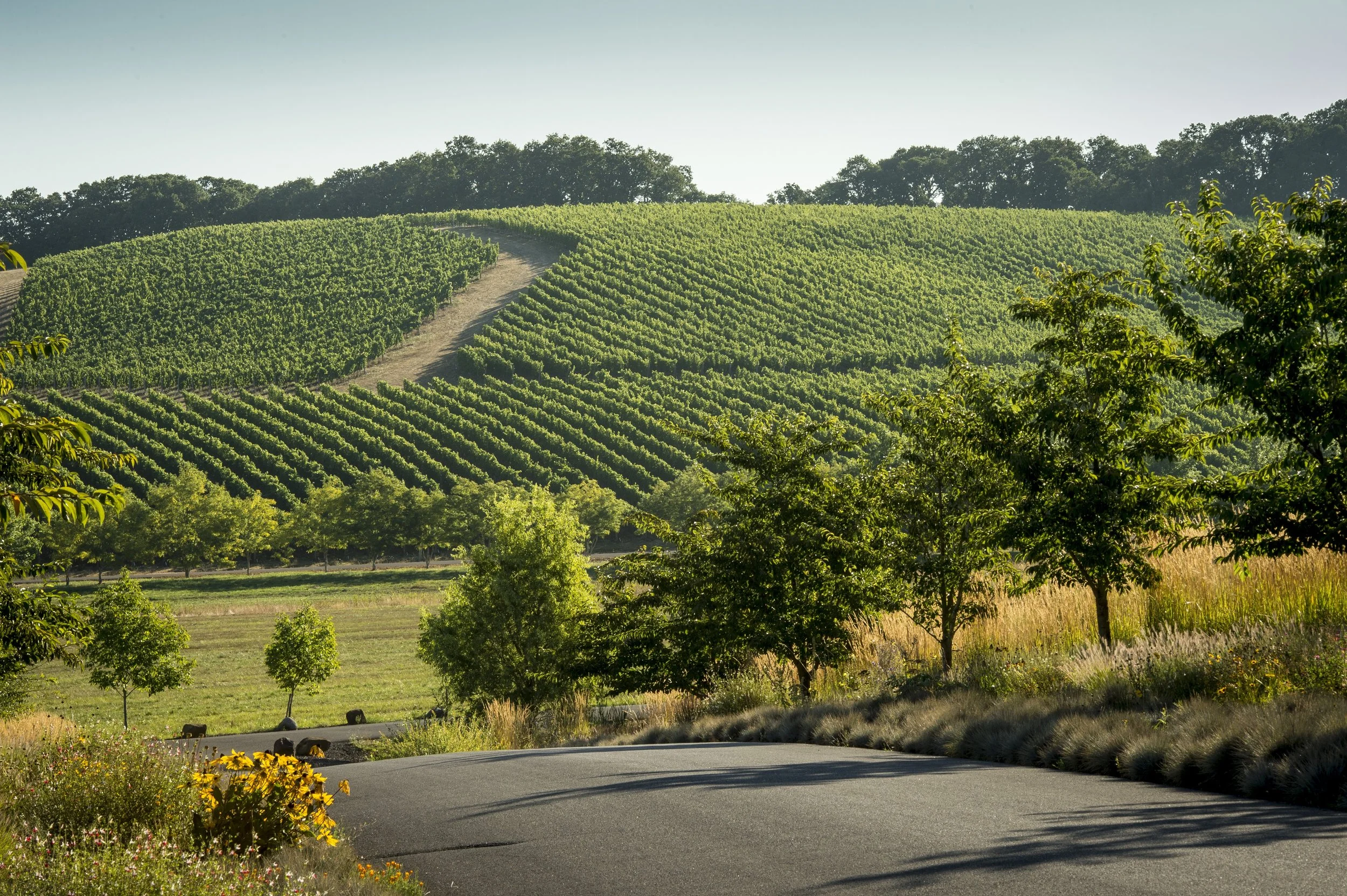 Left Coast Cellars_RightBankVineyard (5).jpg