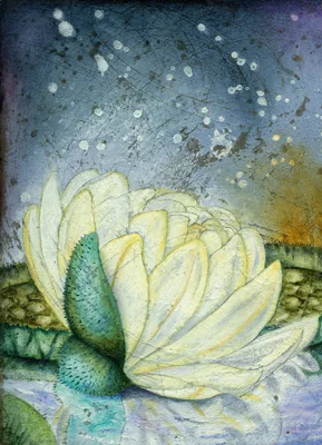 Evening_Water_Lily.jpg