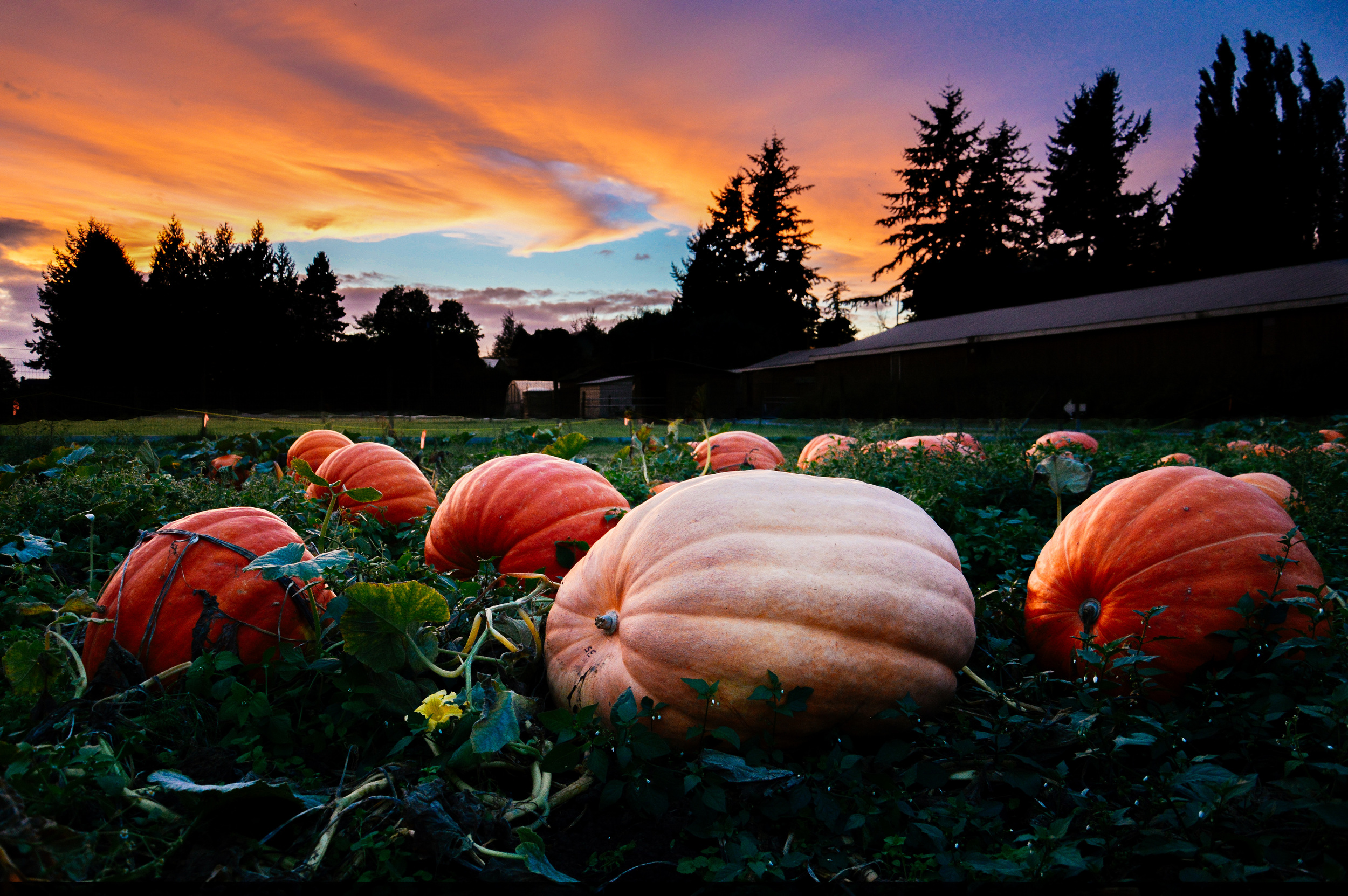 Sunset over the giant pumpkin patch, Fall 2014. Photo by: Kelsey Siemens
