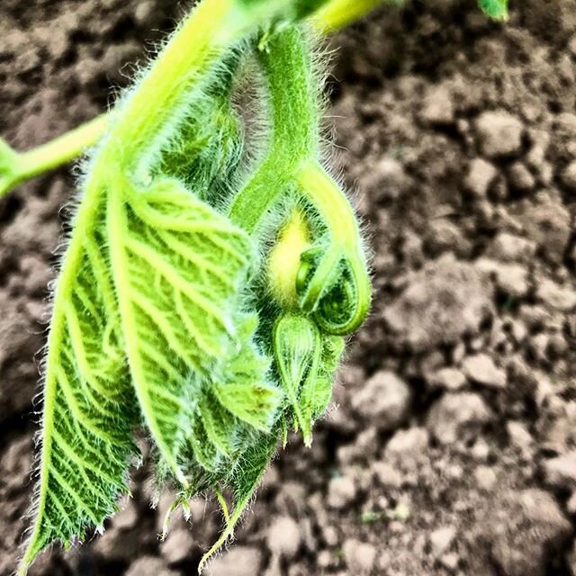 A baby giant being born 😜 It might not be &ldquo;the one&rdquo; but it&rsquo;s exciting that the female blossoms are starting to appear! #giantpumpkin #atlanticgiant #garden #pumpkin #summer #giantpumpkin