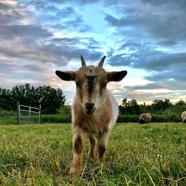 I can call you Betty, and Betty when you call me, you can caaaalll me Al! 🎶  #hiBetty #paulsimonforthewin #goat #goatsofinstagram #farmlife #sunset #farm #fraservalley #summer