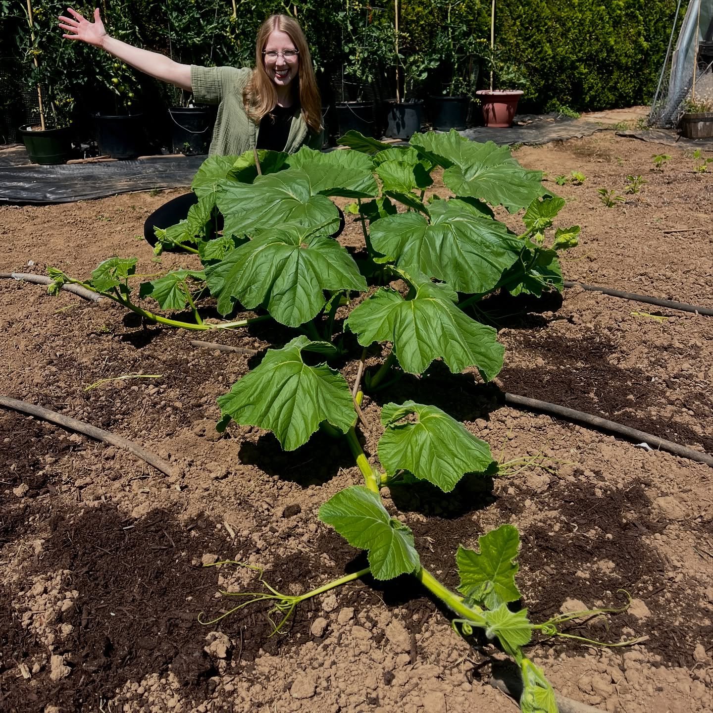 Sunny day 😎 pumpkin update. They are growing a lot. 22 days in the ground.
#jordynaddedforperspective #giantpumpkins #atlanticgiants #pumpkins #garden