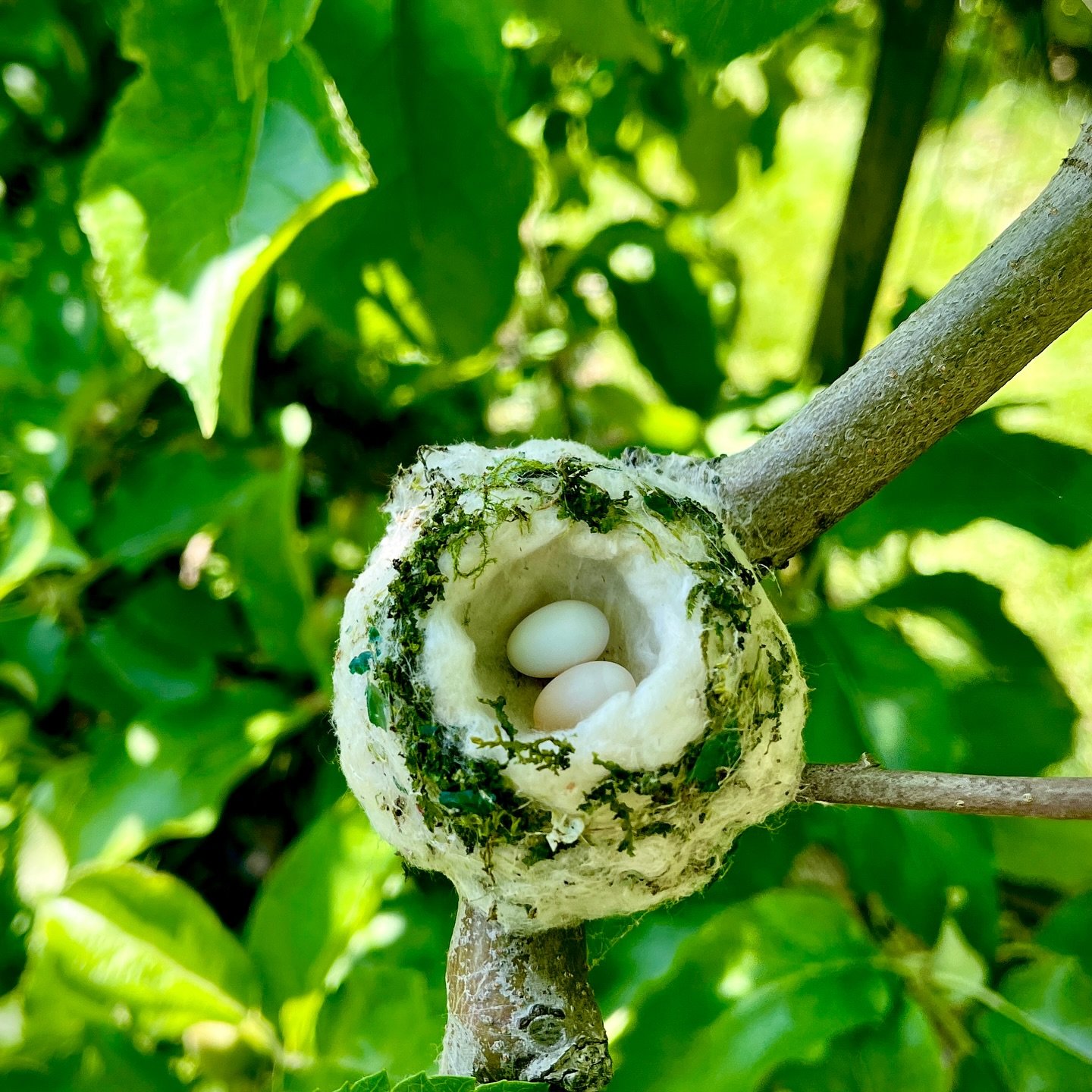 It never gets old! The teeny tiny Hummingbird nests with their teeny tiny eggs, no bigger than Tic Tacs, hidden among the apple tree branches ❤️
#orchardviews #hummingbirdnest #local #appletrees #spring