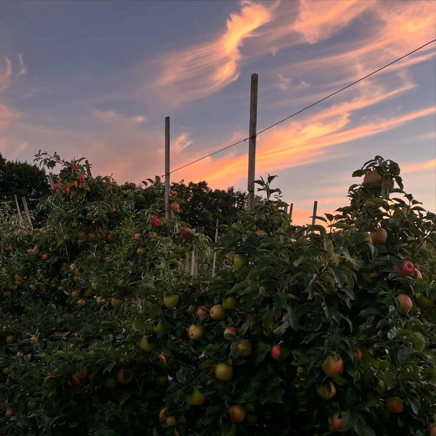 Thanks for a great first 2 days in the upick fields. It was HOT 🥵, and the slushie machines were working hard. We are very thankful for the folks who made the trip. Don&rsquo;t forget we are closed Sundays and Mondays in August. See you Tuesday 👋.
