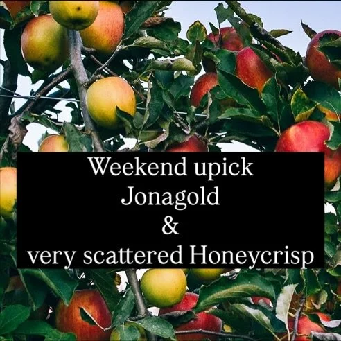 🍎 Upick for this weekend: Jonagold &amp; very scattered Honeycrisp. We are open rain or shine. Entrance to Upick field closes at 4:45 FIRM. Farm closes at 5:30.
#local #abbotsford #upick #appleorchard #pickyourown