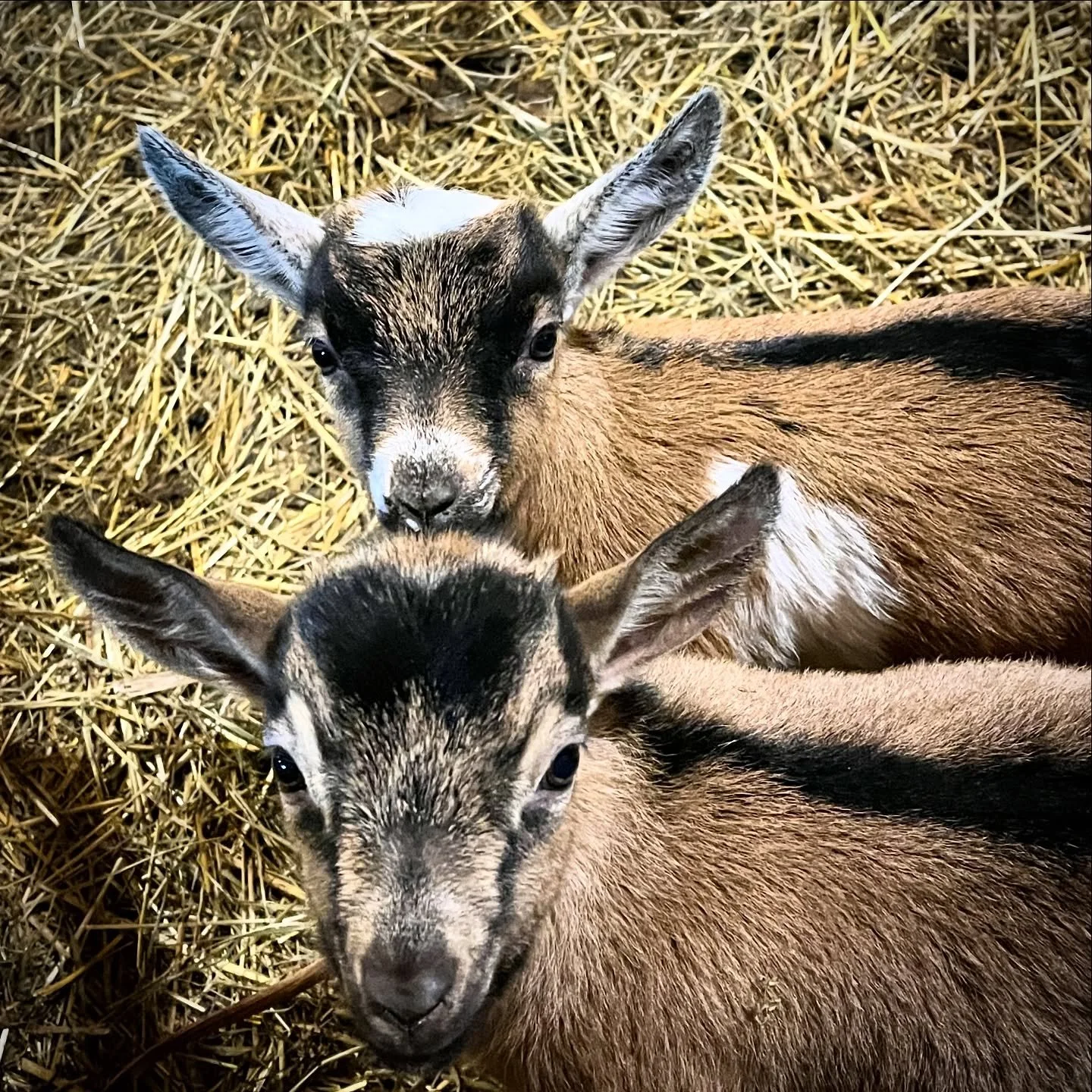 Double trouble indeed! These little scoundrels have the run of the barn.
#babygoats #local #abbotsford #farm