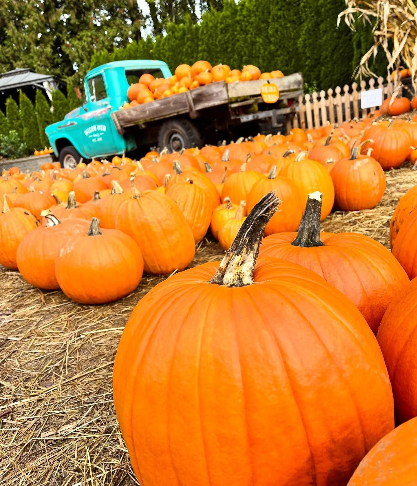 Need a pumpkin? We have a big display in the yard around the blue truck. There are also specialty pumpkins and big Prizewinners left.
