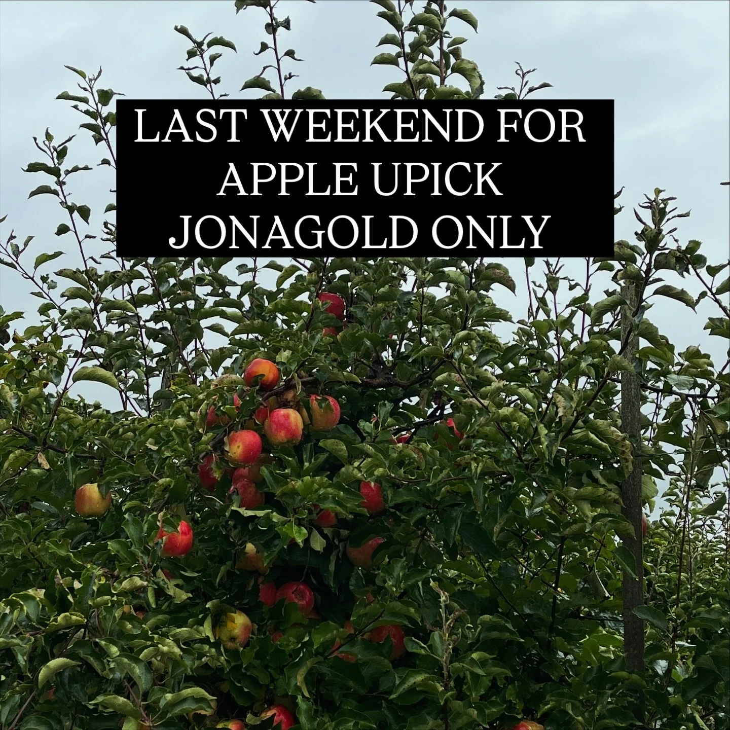 This will be the last weekend for for upick apples. Jonagold only.  Open at 10am. Entry to upick field closes at 4:45.