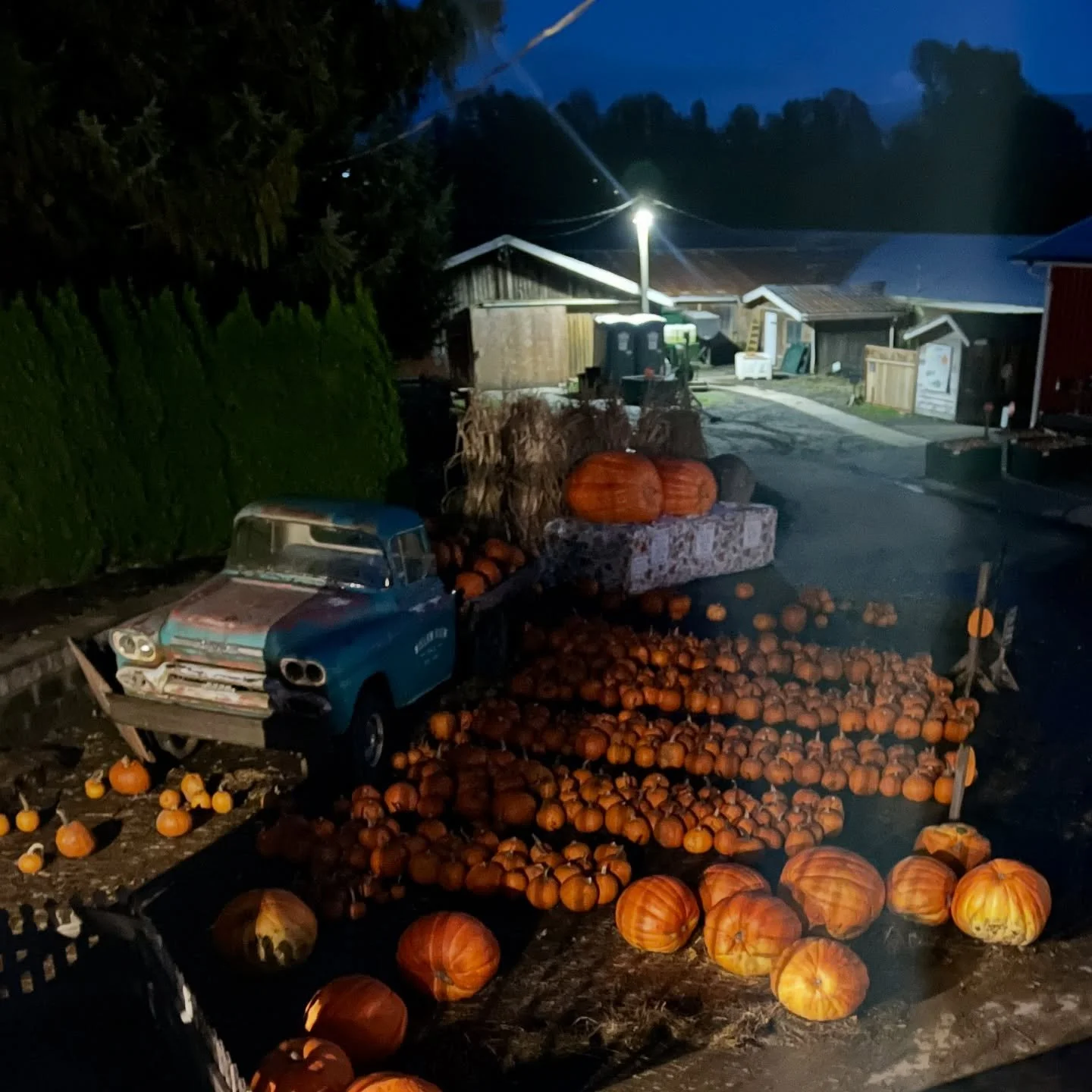 Pumpkins!! We were able to get a few more pumpkins from our neighbours 👏 and we have restocked the Blue Truck display for the last time this year. The market, yard displays and barn will be open this week until Halloween day. (Upick apples are finis