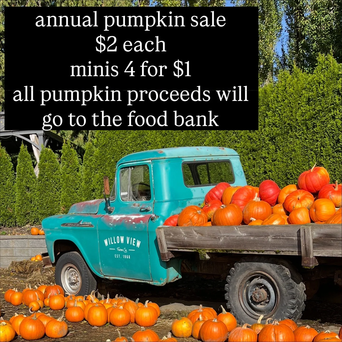 We have a scattering of small carvers, lots of Cinderella, some specialty coloured pumpkins and sugars- all $2. Minis will be 4 for $1. All proceeds from pumpkin sales today will go to the Abbotsford food bank. 🎃