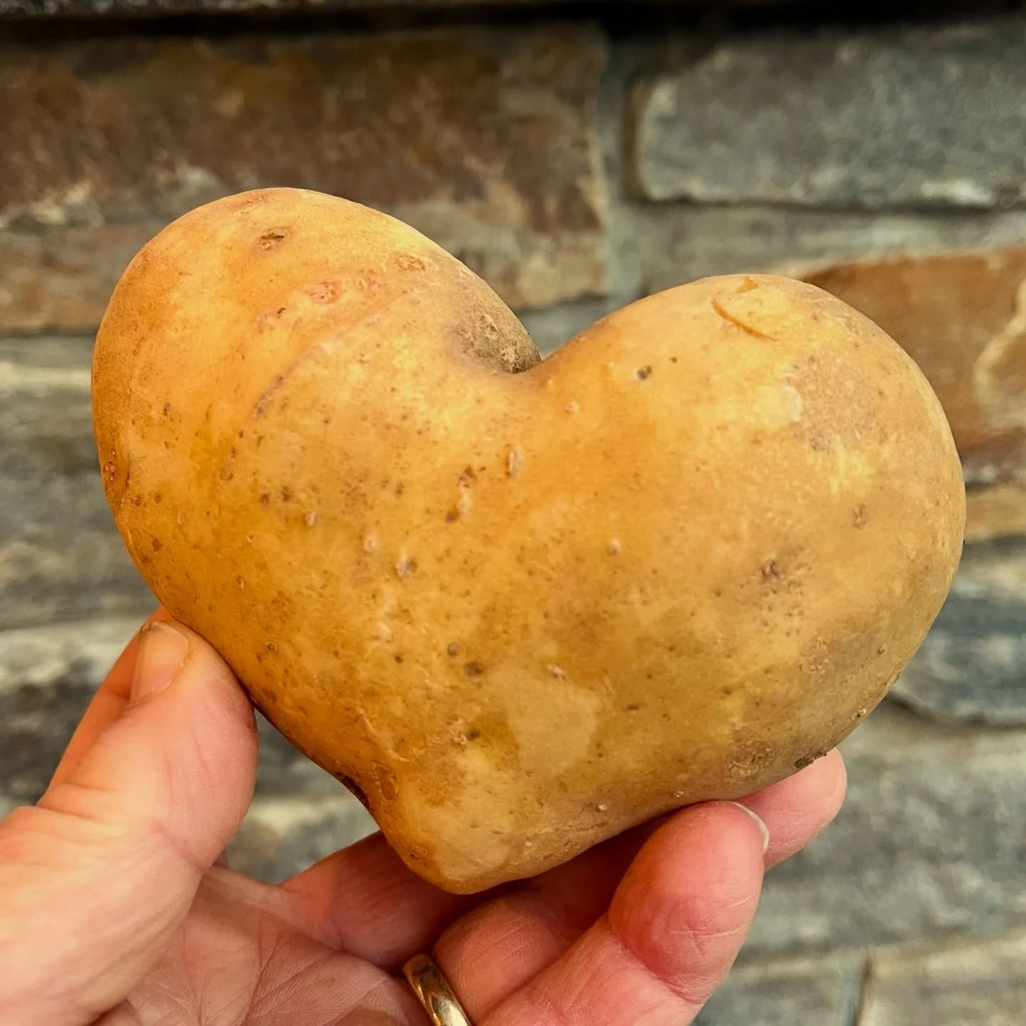We ❤️ Yukon Gold potatoes!! We have a good supply of spuds presently. Time to stock up for Christmas dinner 🥔 👏