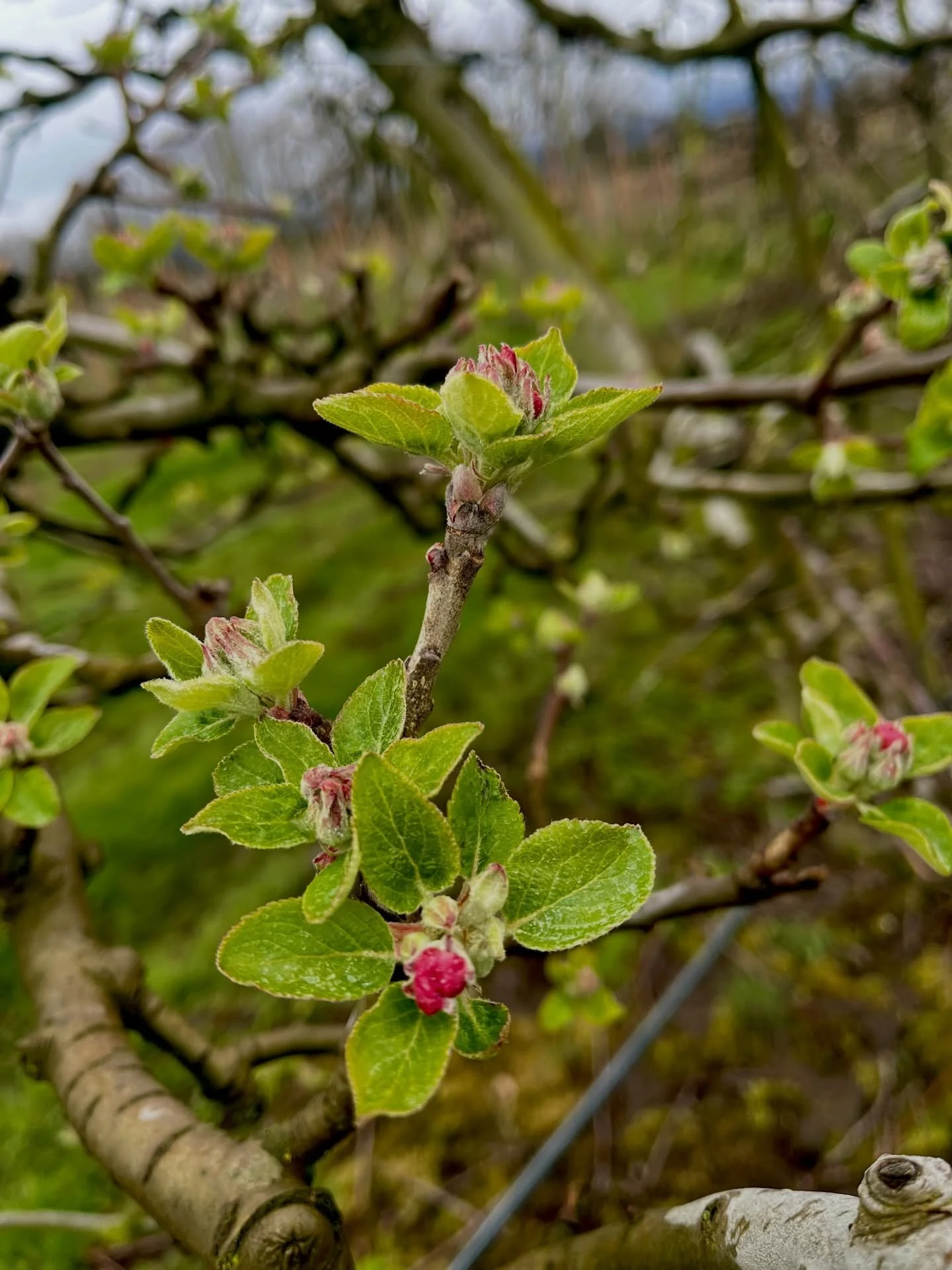 Blossom season 🌺 , in the field and on the screen. Some of you have been asking about the movie that was filmed here in Dec. It&rsquo;s airing April 4th on the W network. It will be fun to see the store and orchard. Title: A Season To Blossom.