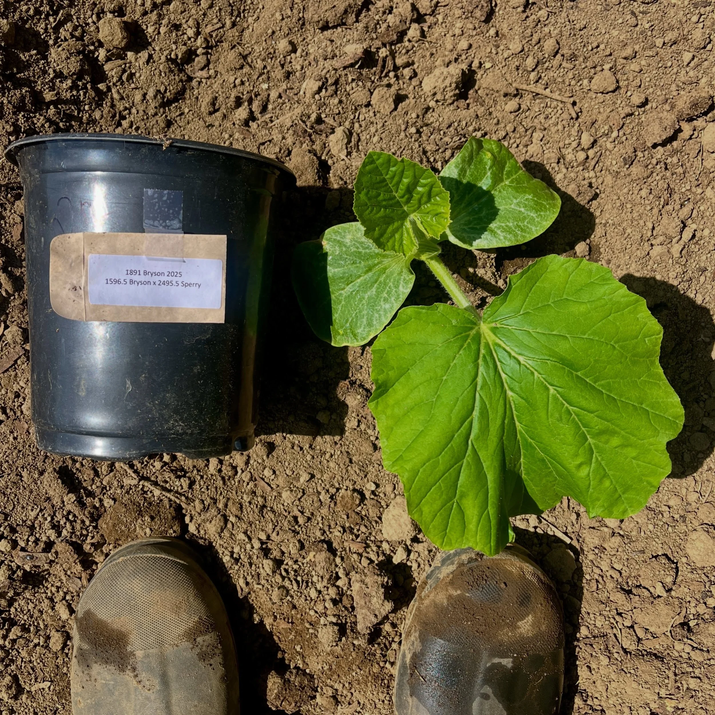 GIANT PUMPKINS 2026- planted May 12th. 🌱 Are you ready for this!? #giantpumpkins #atlanticgiants #herewego