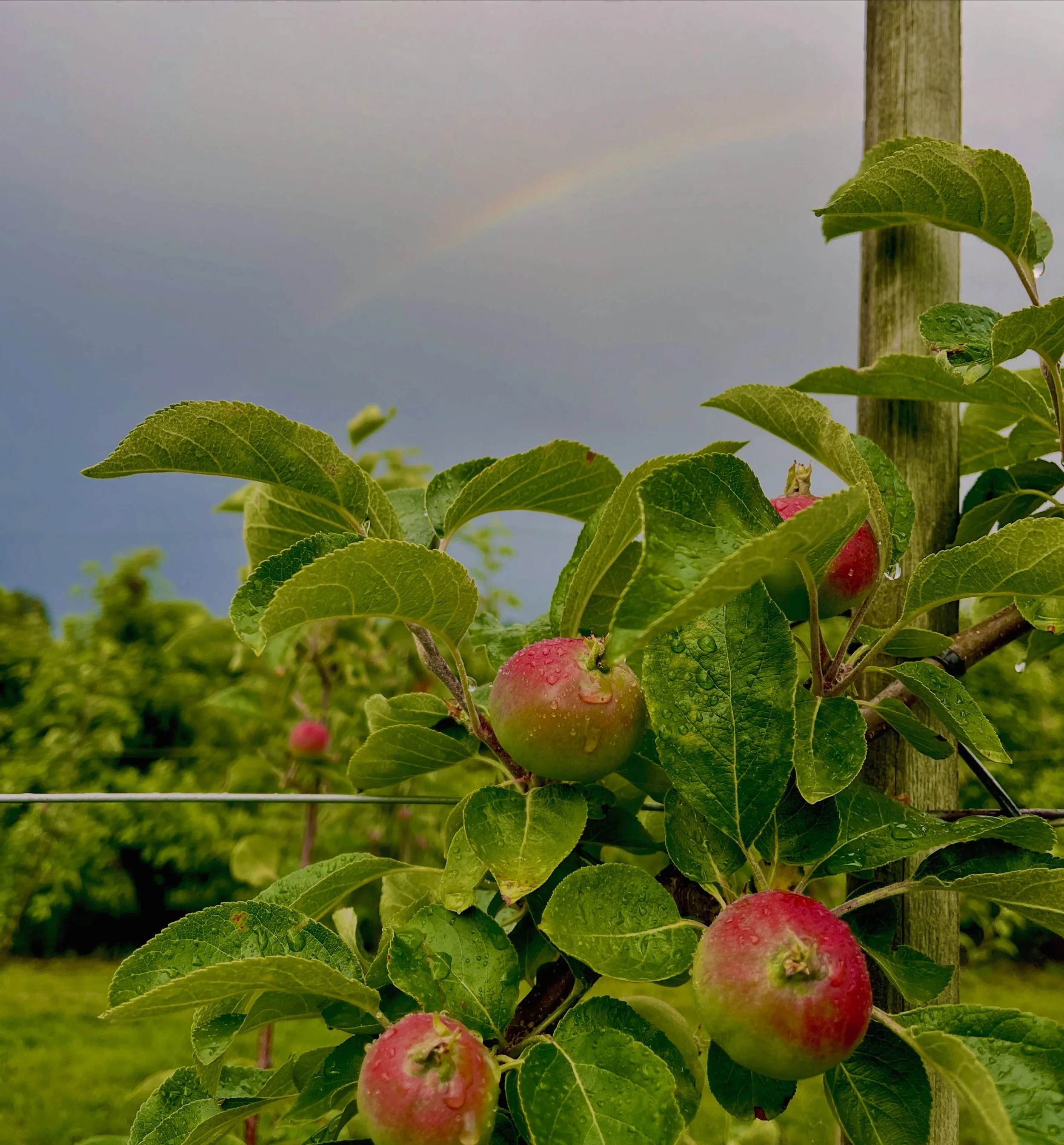 An orchard walk in the rain. The little apples are growing quickly 😍, only 2 and a half months till harvest time 👏