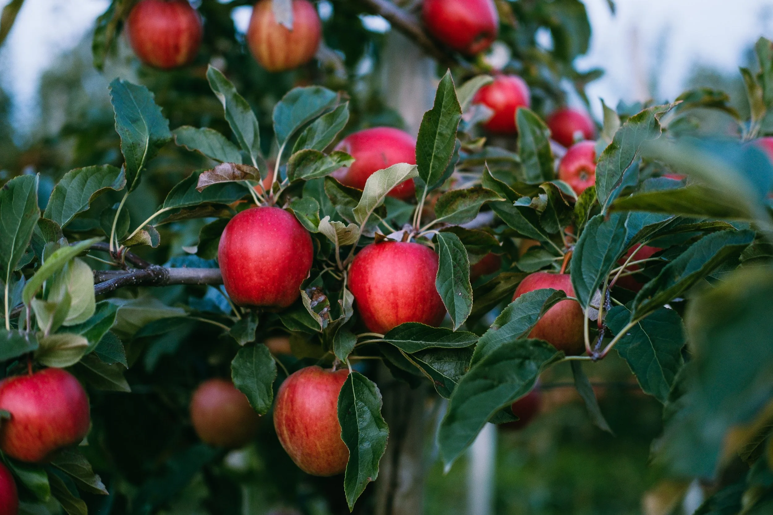 orchard2024_willowviewfarms-4.jpg