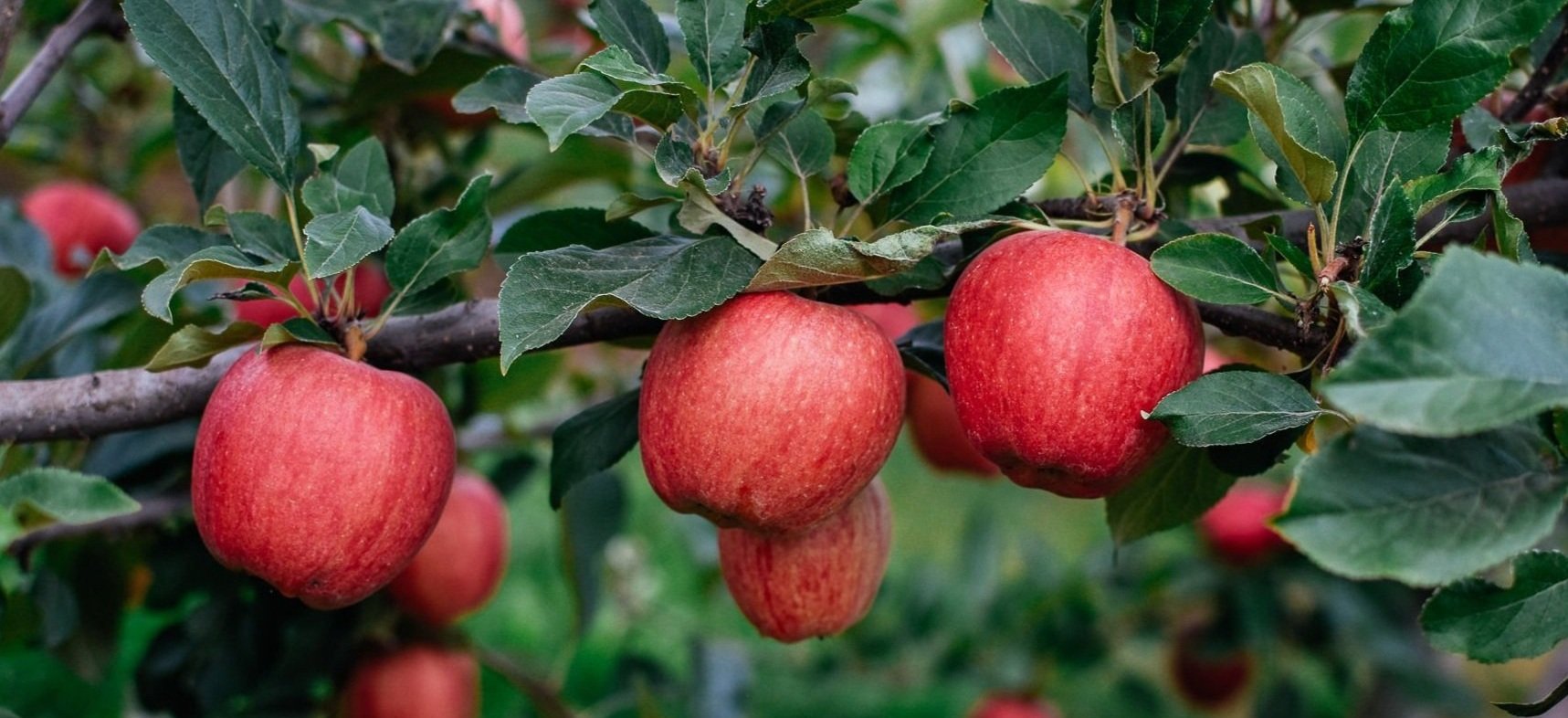 Best Apple Farm in Abbotsford - Willowview Farms. Come and pick your apples every fall before the apples disappear!
