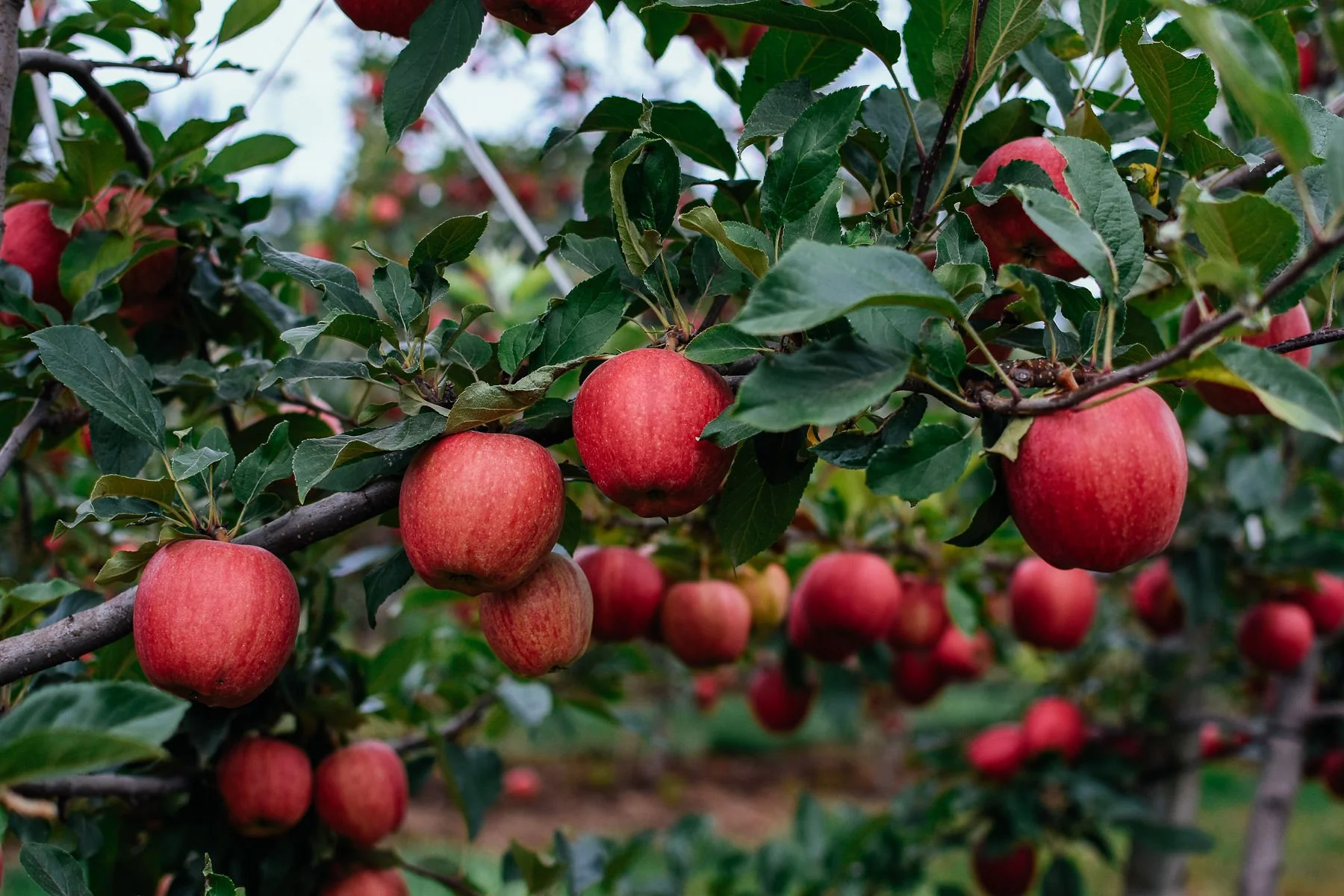 willowview_orchard_2018-16.jpg