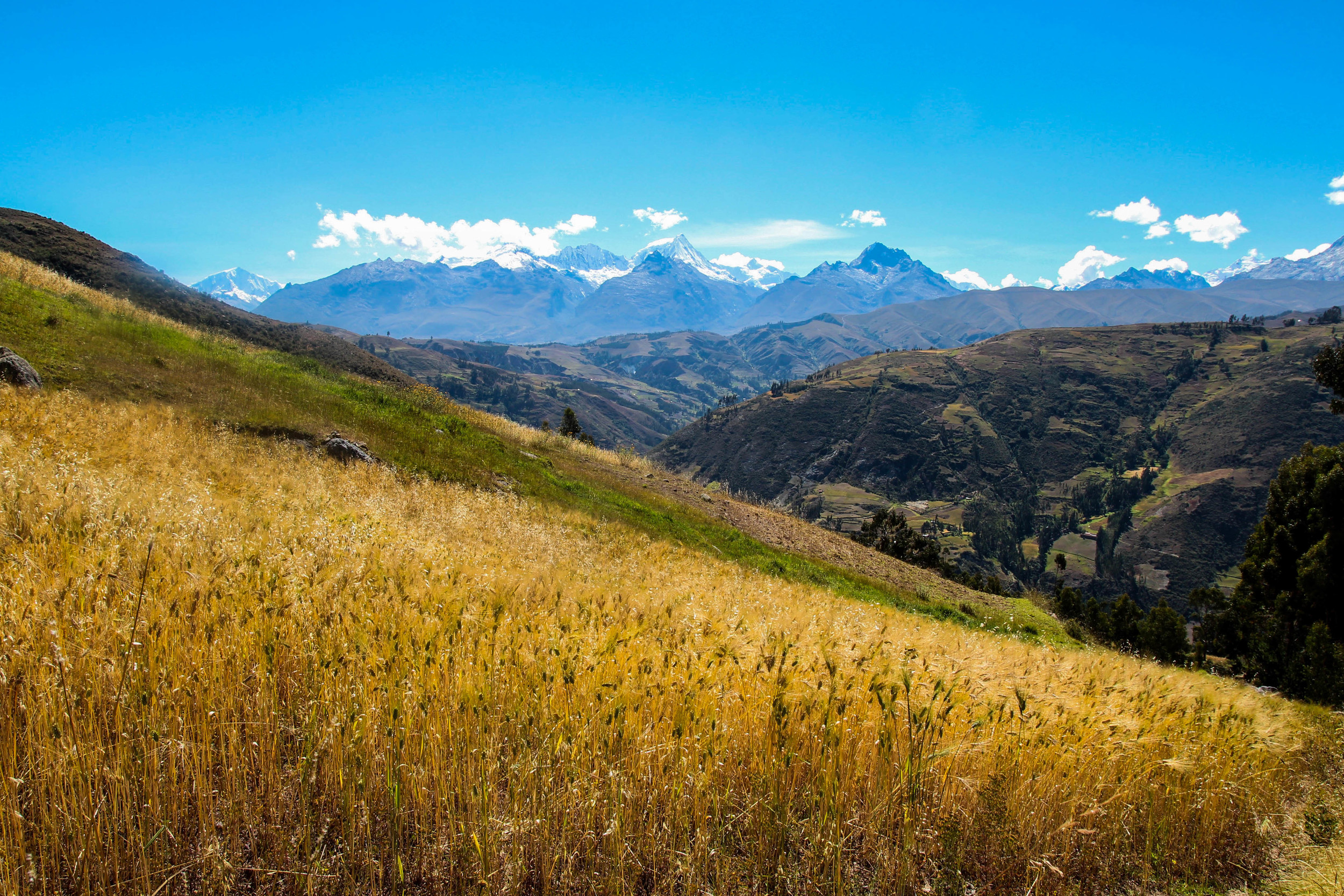 Hiking up the Cordillera Negra, staring out at the Cordillera Blanca.