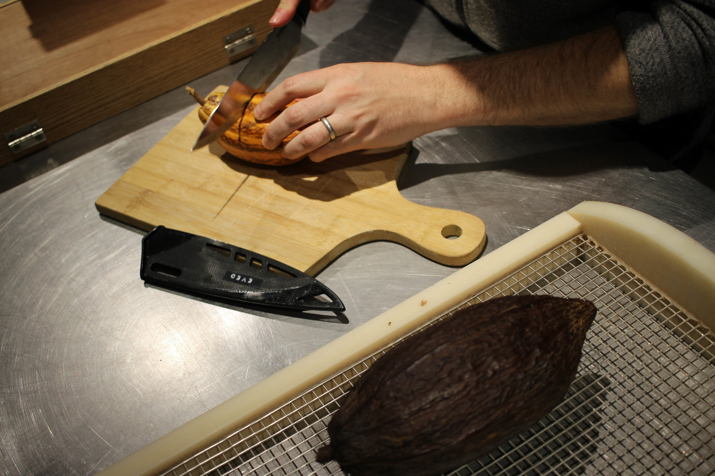 Cutting into a fresh cocoa pod. The dark one on the grate is a dried cocoa pod.