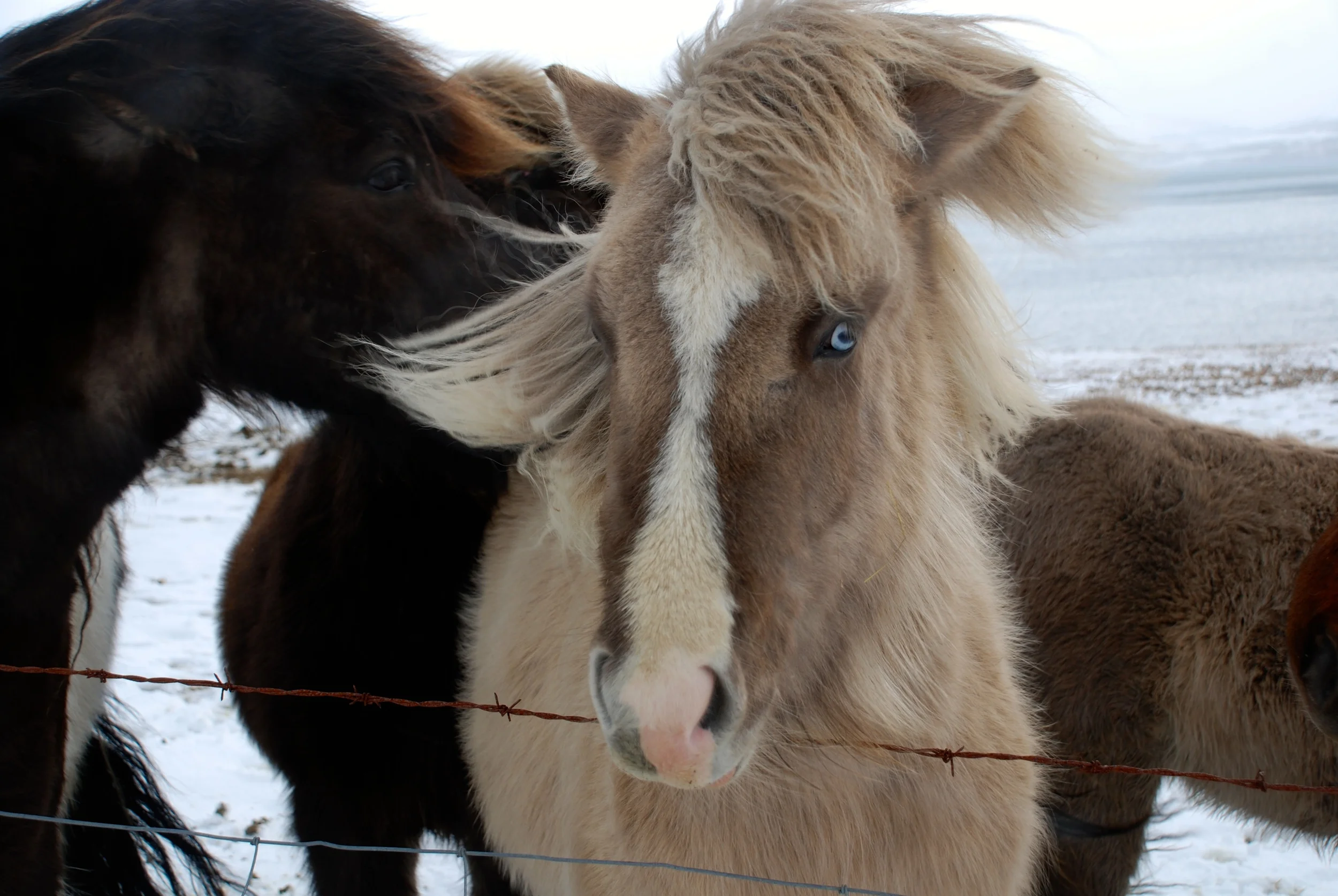 "There is no more sagacious animal than the Icelandic horse. He is stopped by neither snow, nor storm, nor impassable roads, nor rocks, glaciers, or anything. He is courageous, sober, and surefooted. He never makes a false step, never shies. If there is a river or fjord to cross (and we shall meet with many) you will see him plunge in at once, just as if he were amphibious, and gain the opposite bank." ~ Jules Verne, Journey to the Center of the Earth