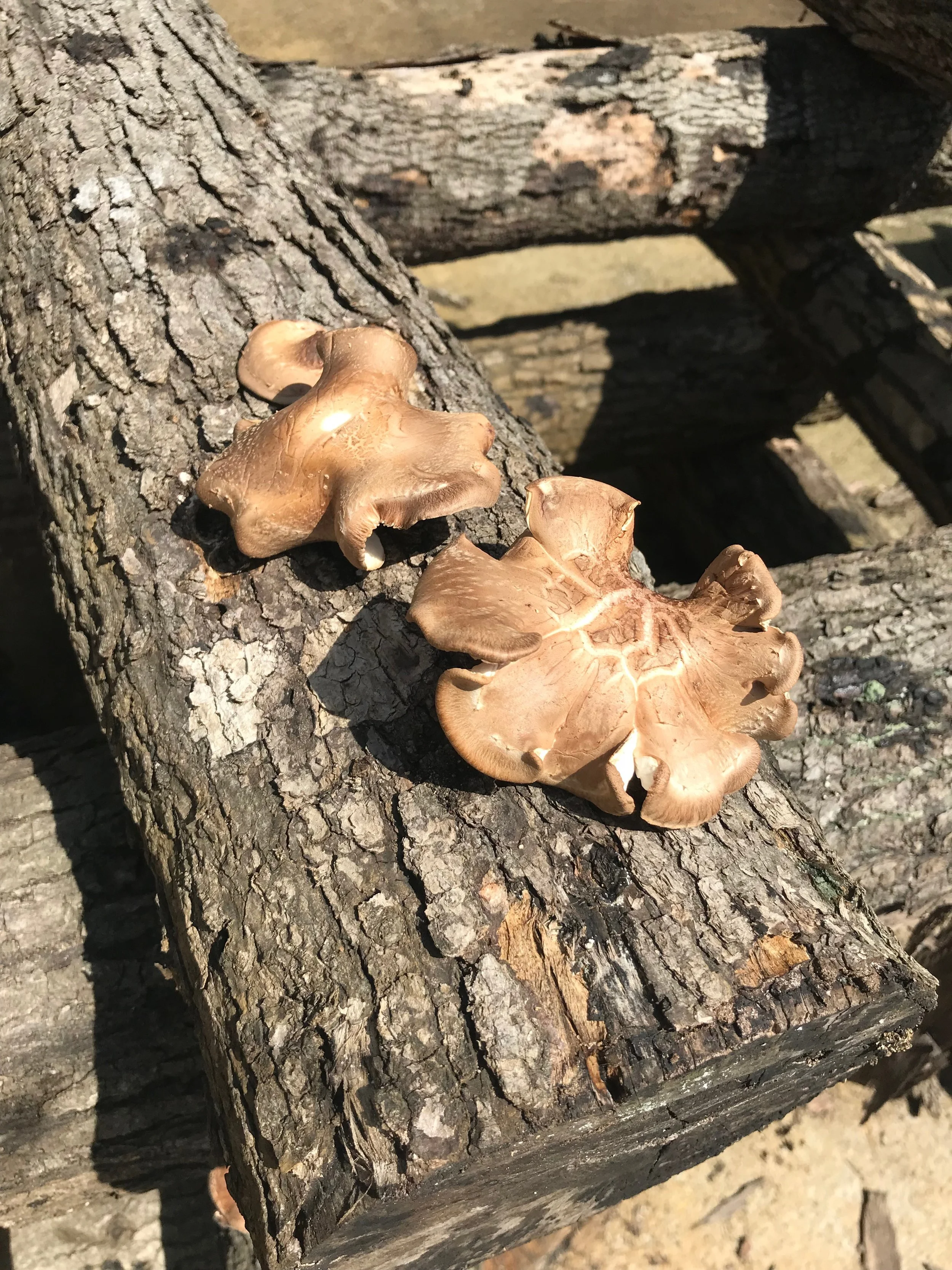 Shiitake Logs at Carolina Mushroom Farm