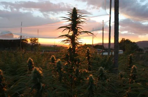 hemp-sunset_large.jpg
