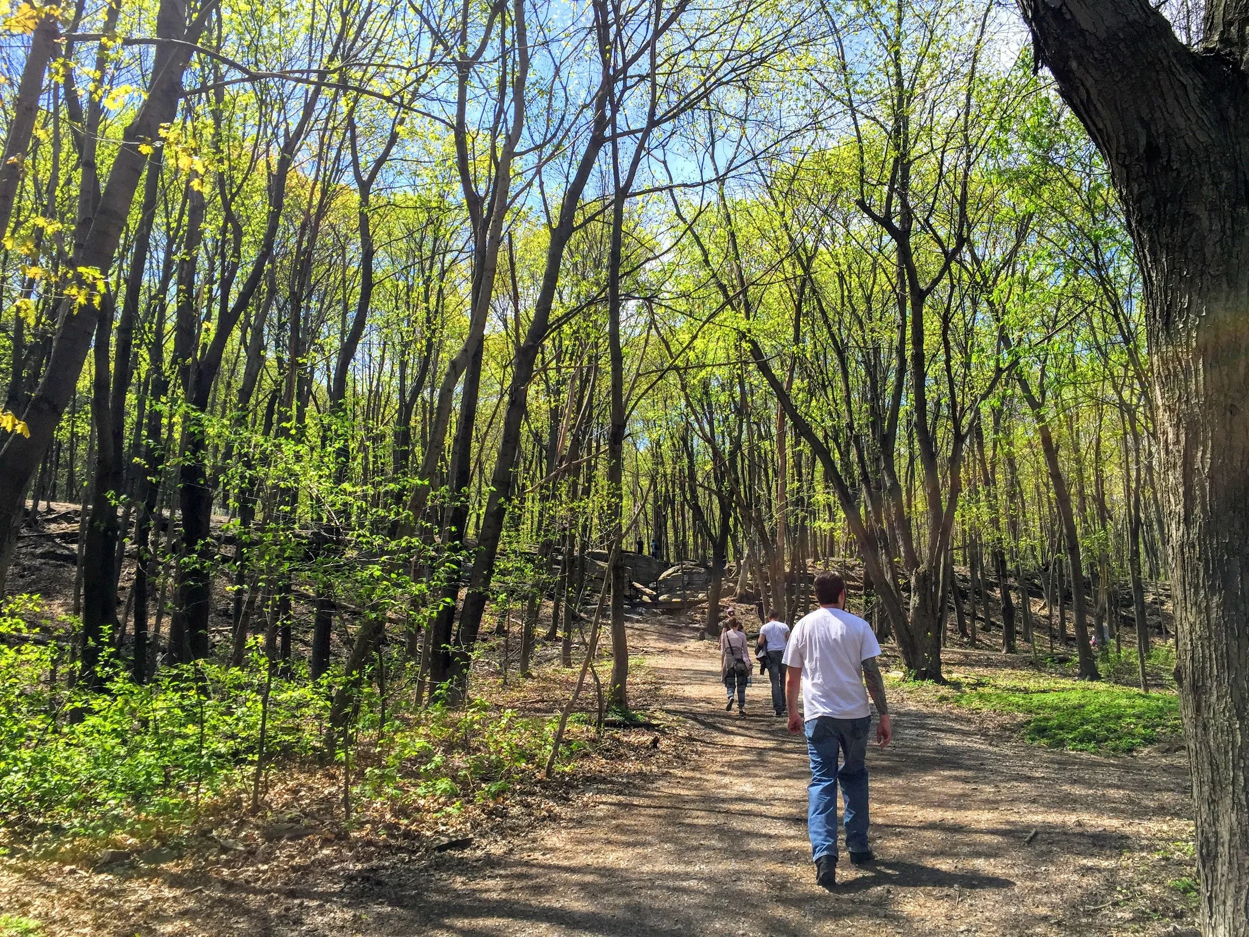 A stroll up Mount Royal park