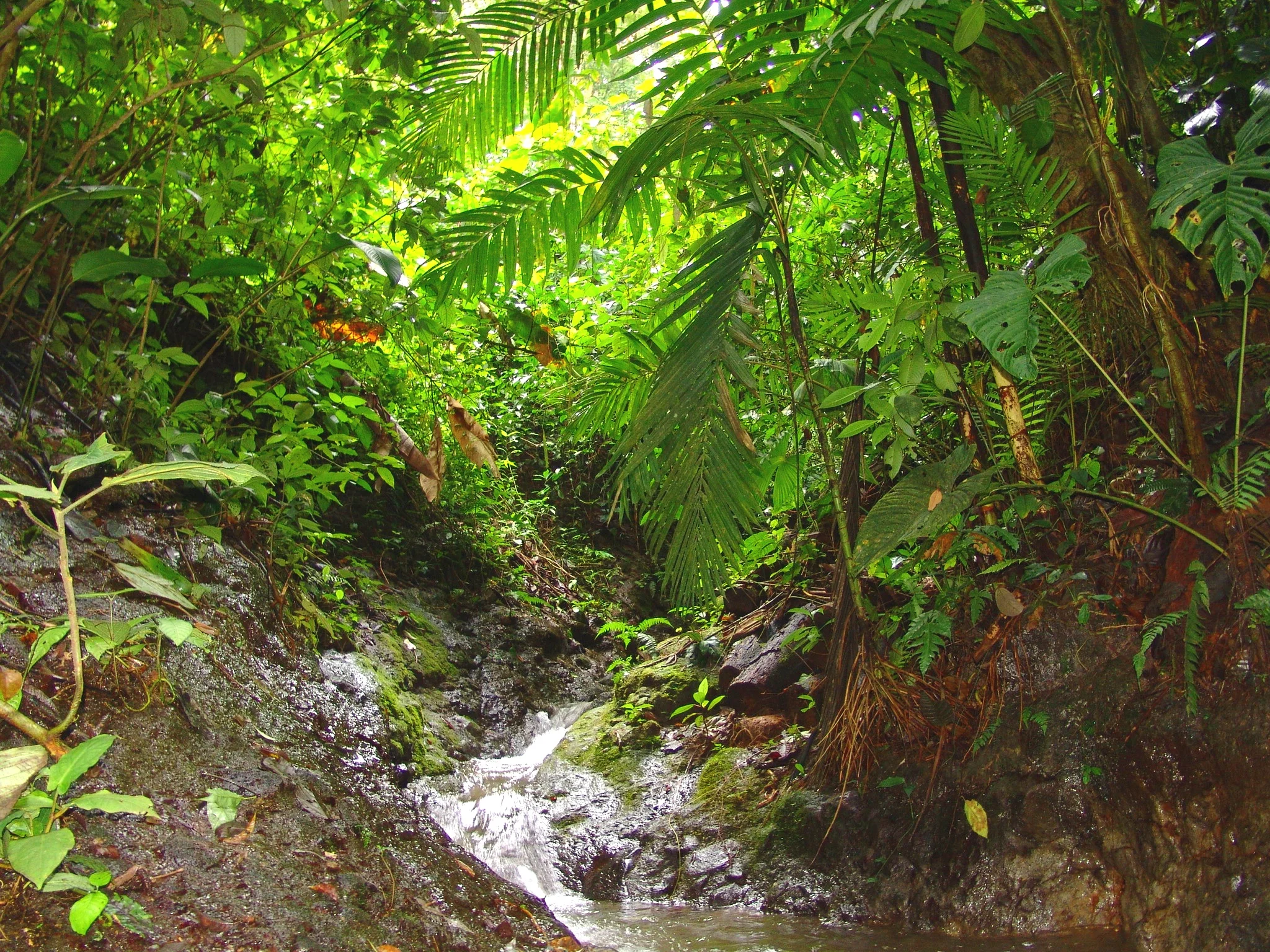 Arenal