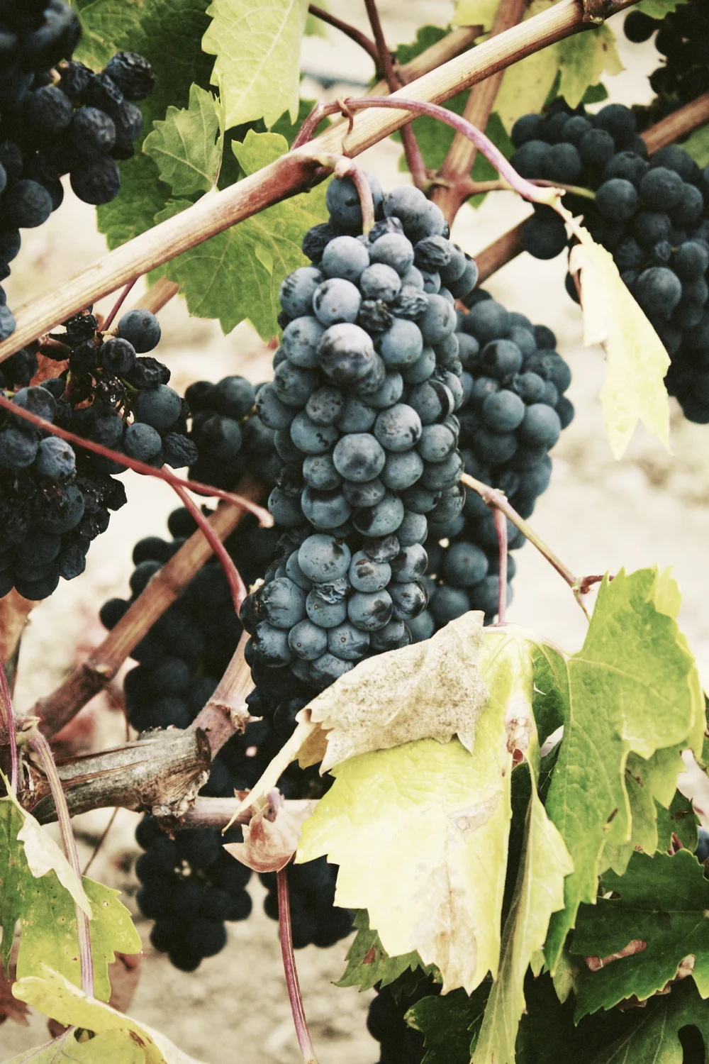 Grapes on a vine