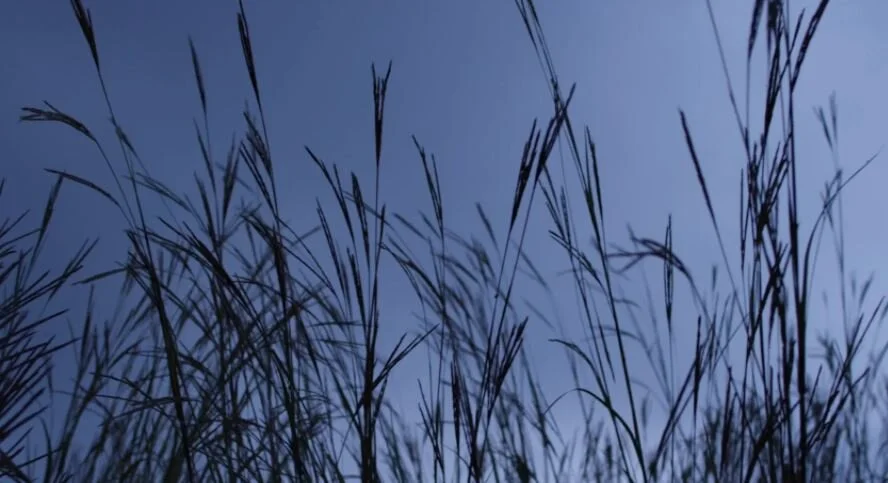 CCEF National Conference Live Streaming Event