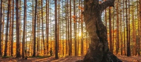 Red Cedar Revival Retreat - August 29th - August 31st (Friday - Sunday)