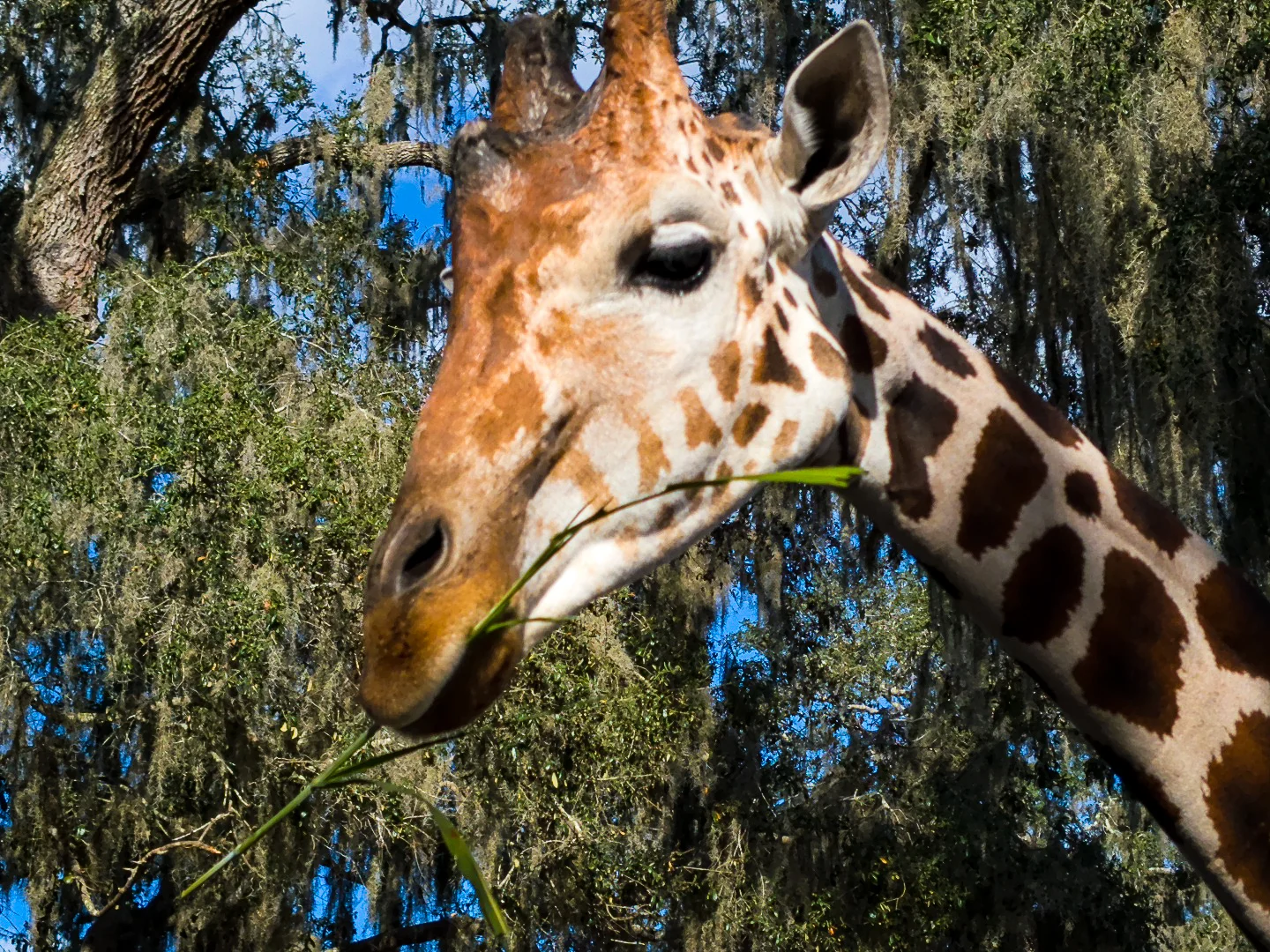 Giraffe_Ranch_specials-8.jpg